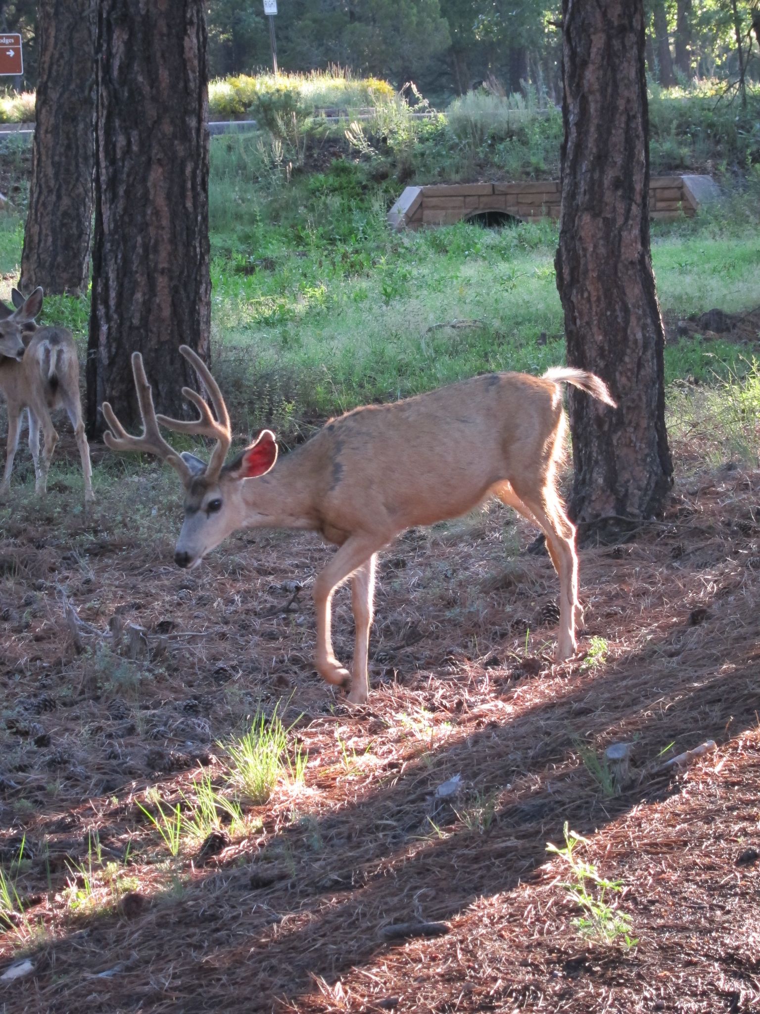 Photo 81 of 215 from the album Highlights Road Trip USA 2012.