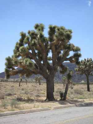 Thumbnail 10 of 215.