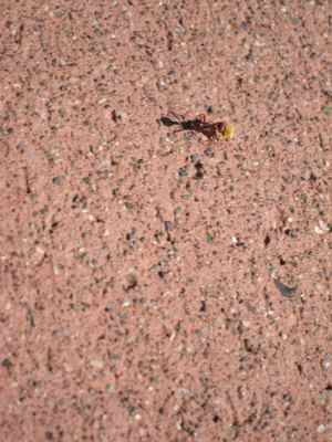 Thumbnail 29 of 215.