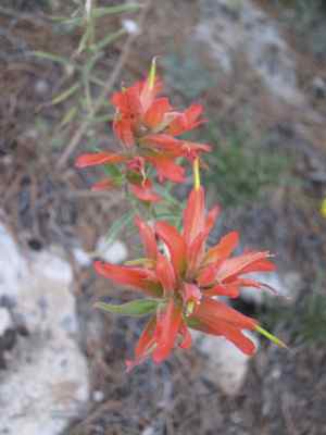 Thumbnail 51 of 215.