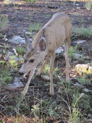 Thumbnail 80 of 215.