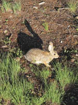 Thumbnail 82 of 215.