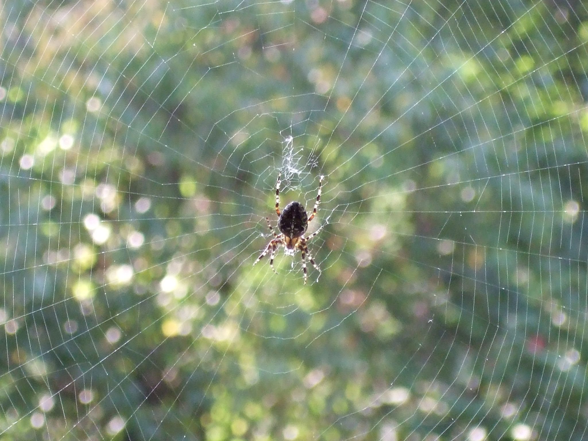 Photo 1 of 23 from the album Spiders.