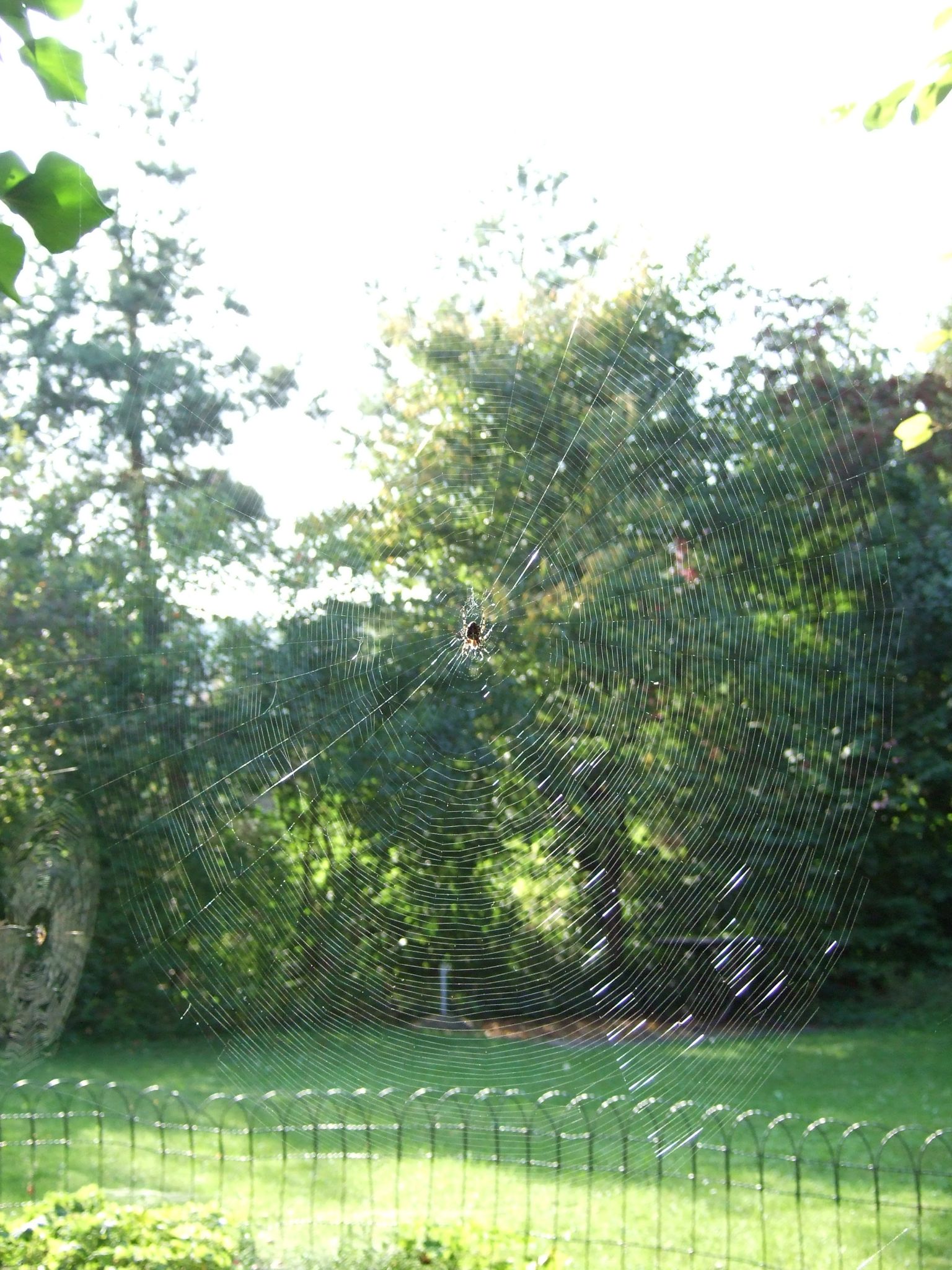 Photo 11 of 23 from the album Spiders.