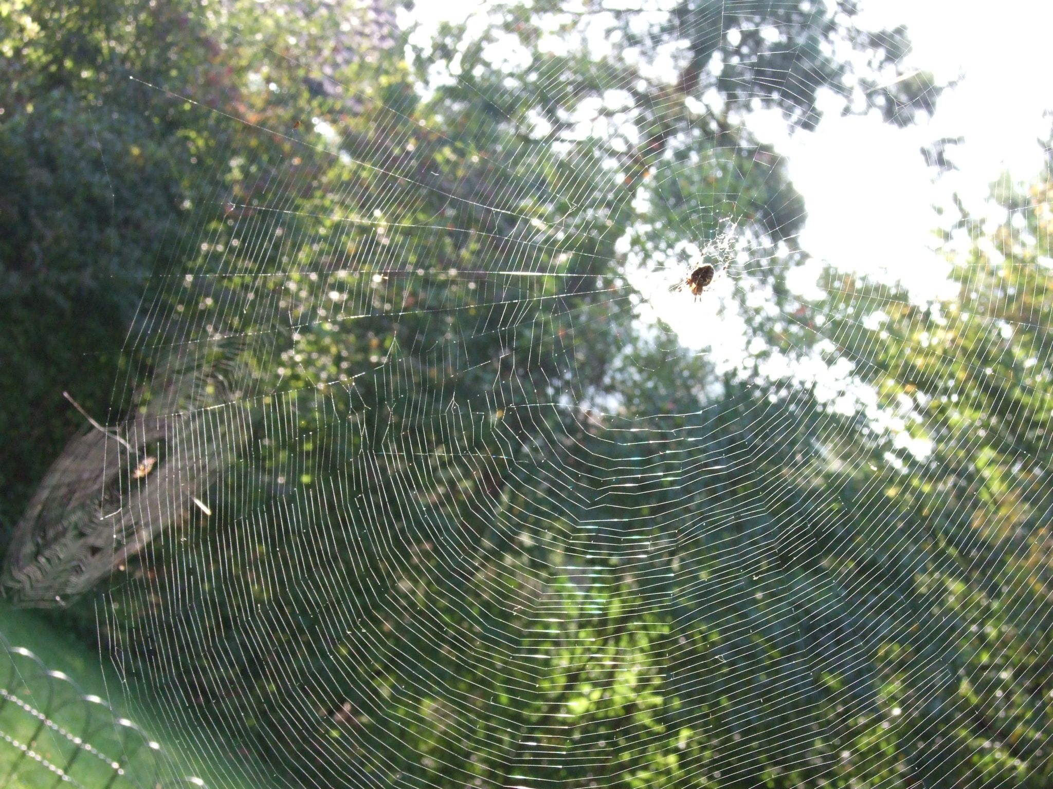 Photo 12 of 23 from the album Spiders.