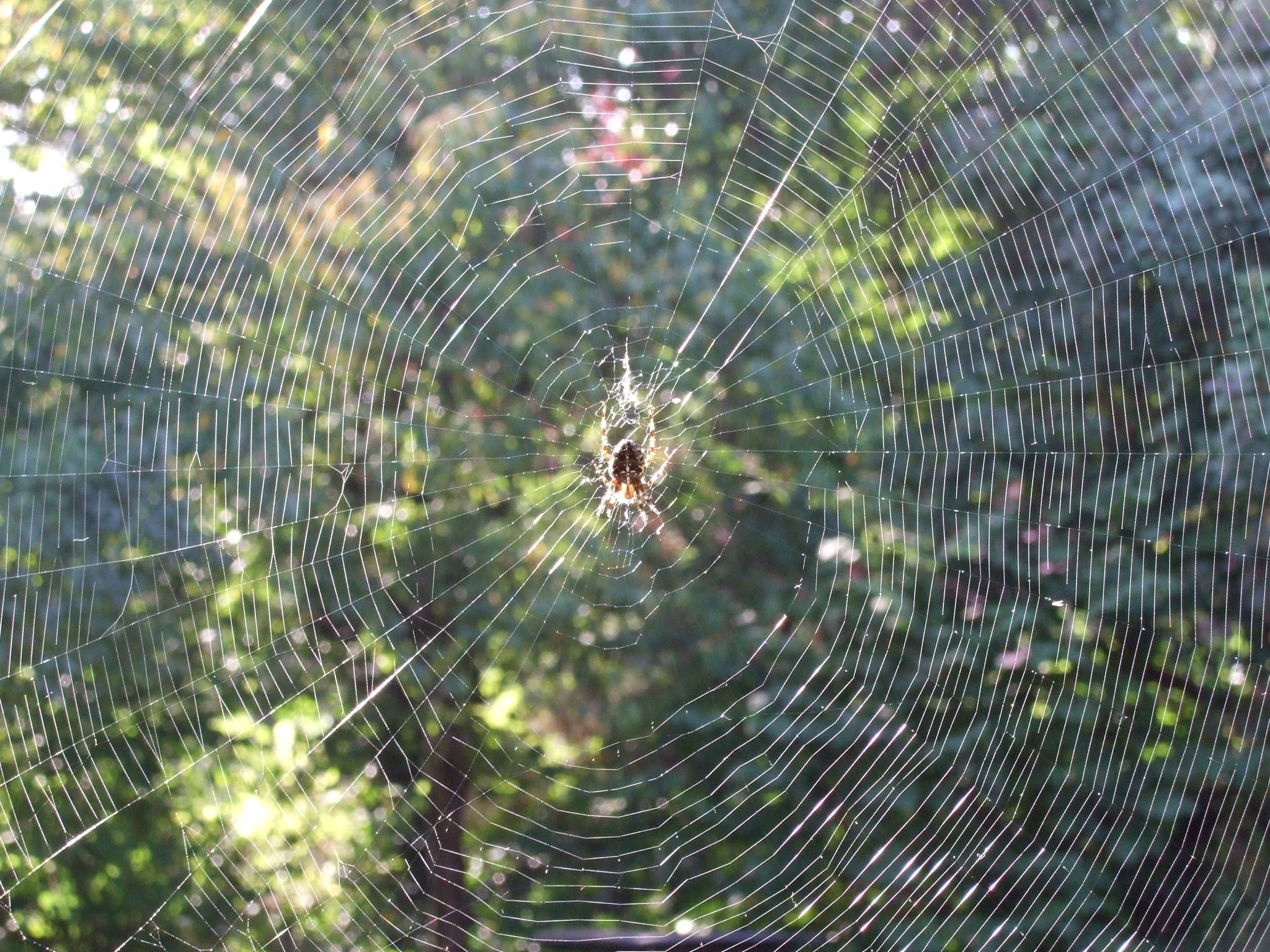 Photo 14 of 23 from the album Spiders.