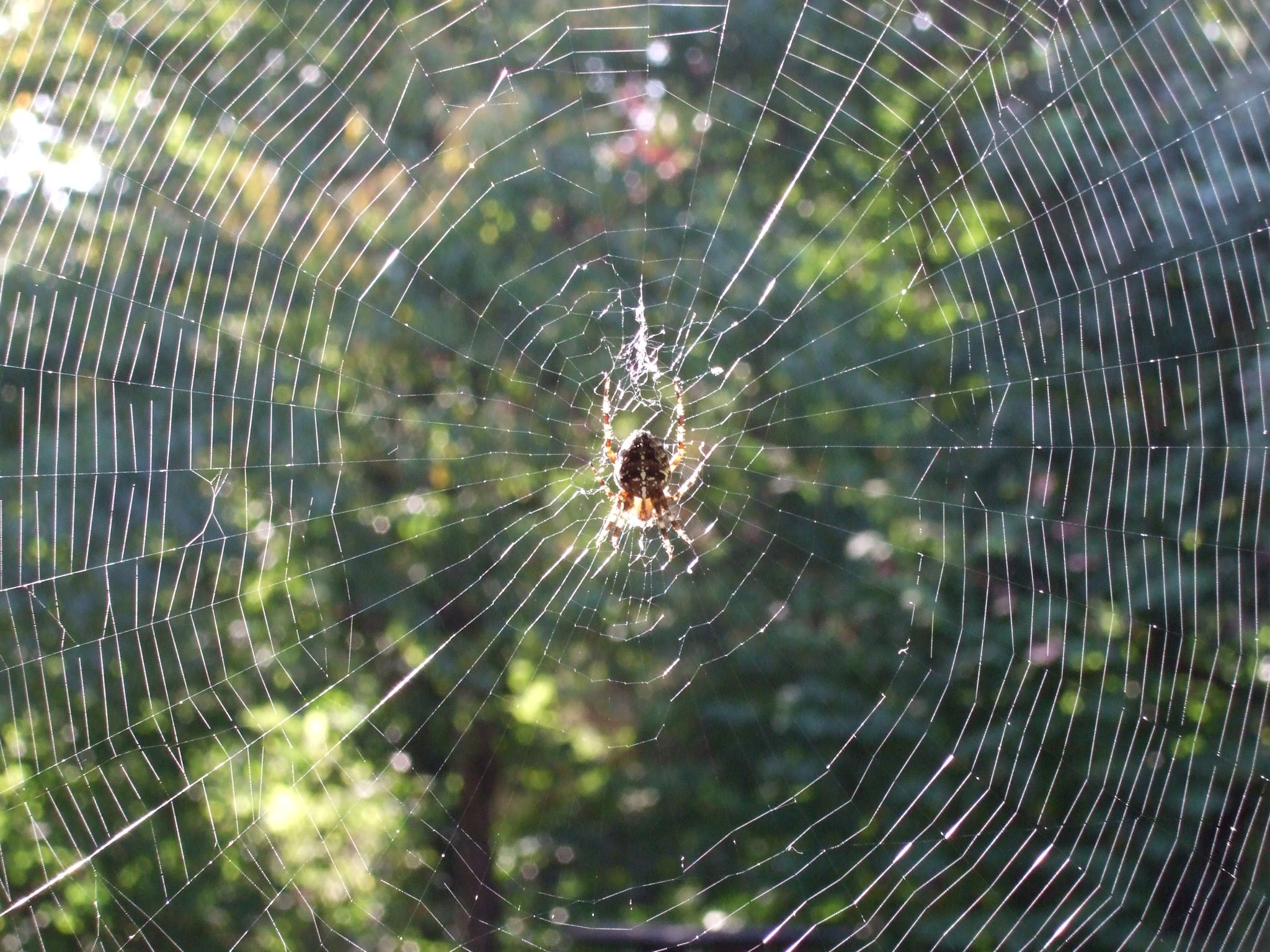 Photo 15 of 23 from the album Spiders.