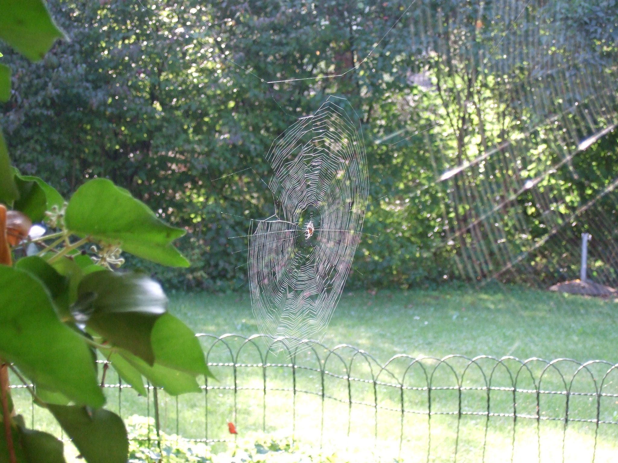 Photo 16 of 23 from the album Spiders.