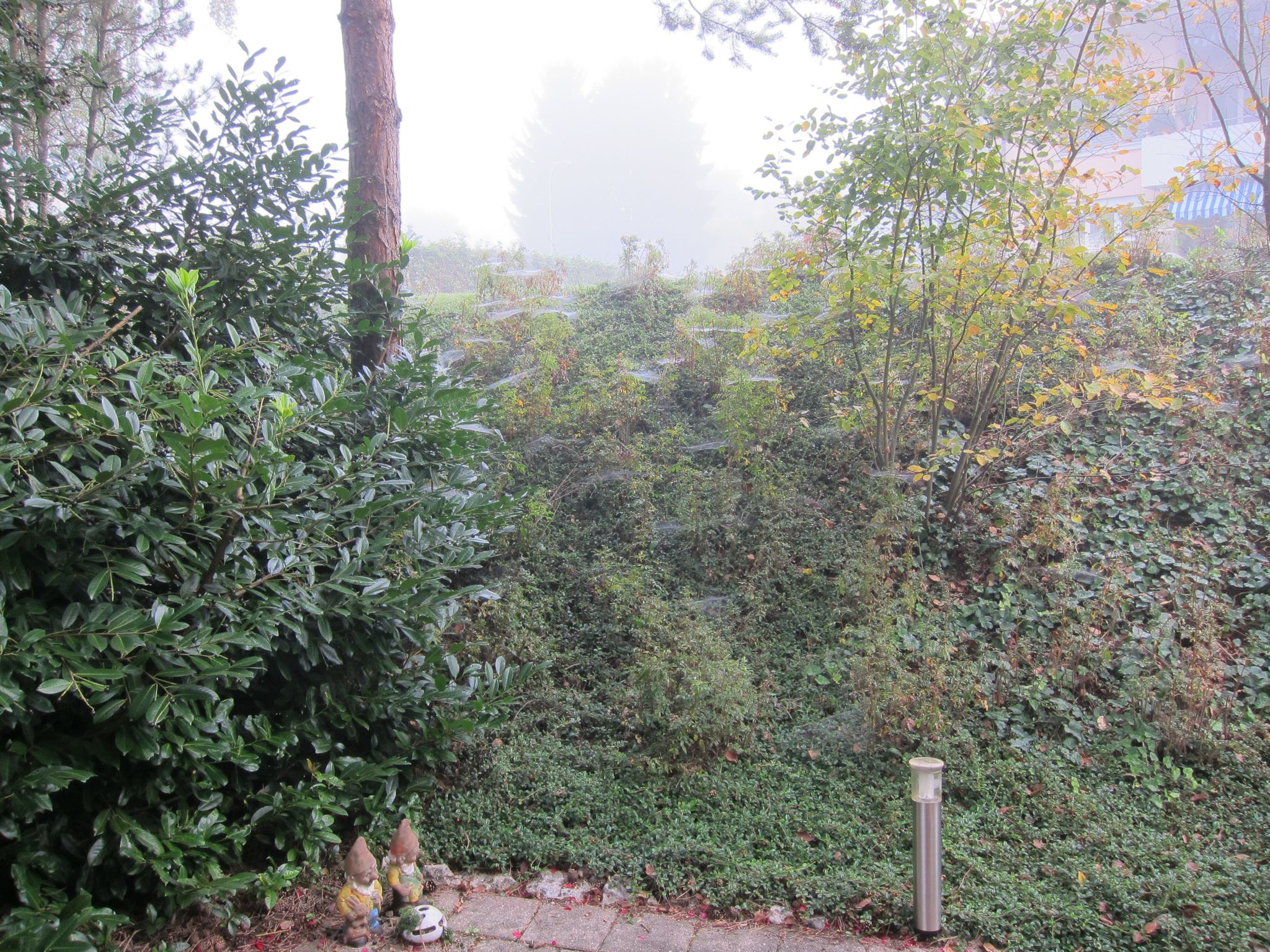 Photo 18 of 23 from the album Spiders.