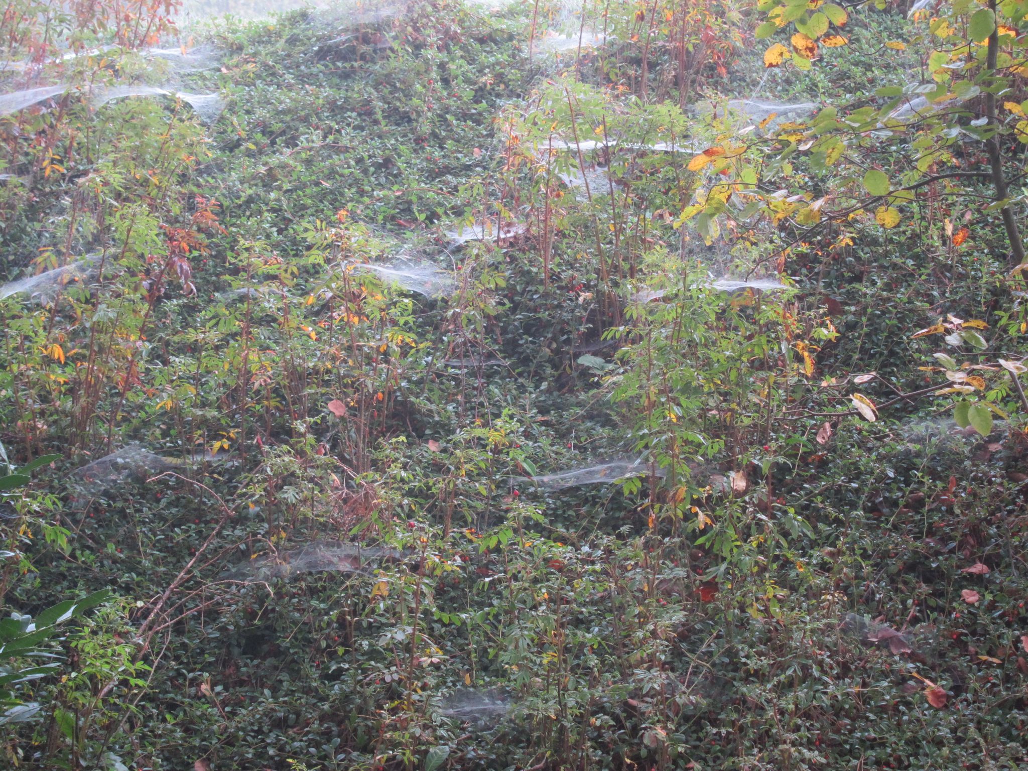 Photo 19 of 23 from the album Spiders.