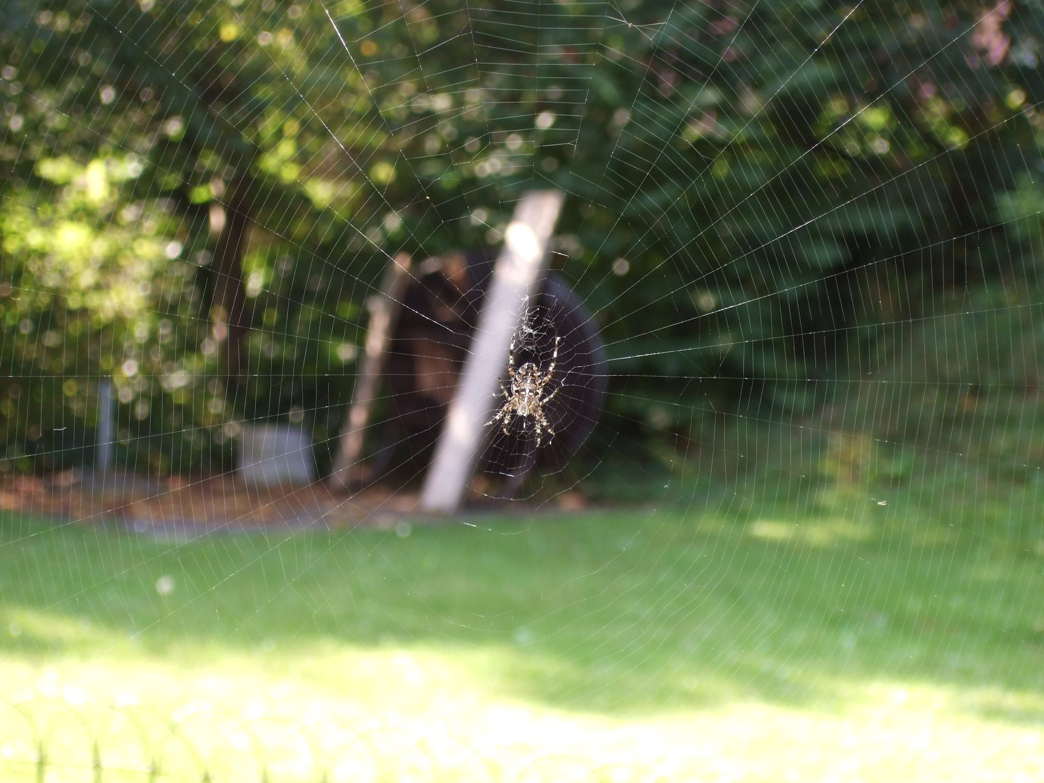 Photo 2 of 23 from the album Spiders.