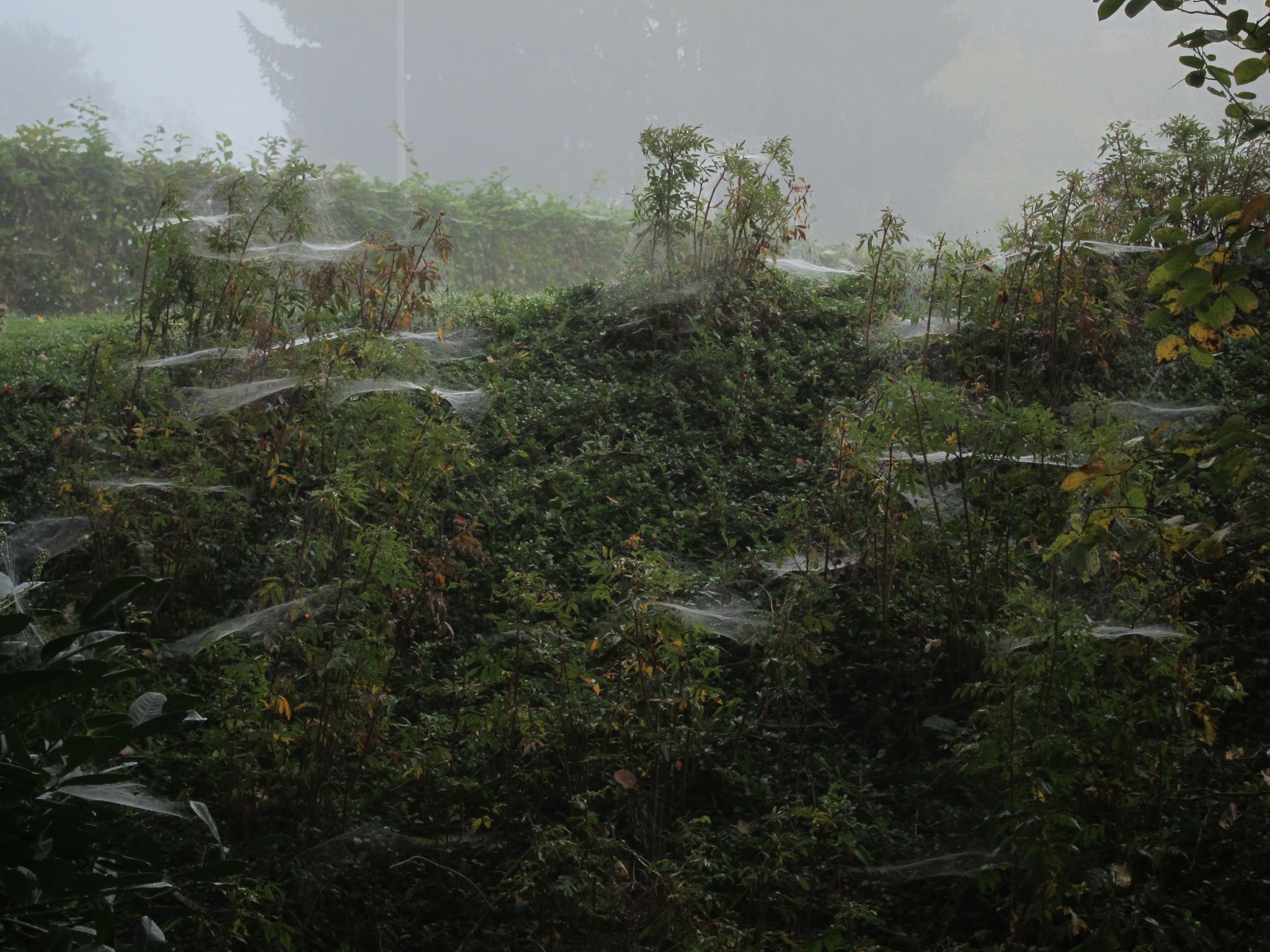 Photo 20 of 23 from the album Spiders.