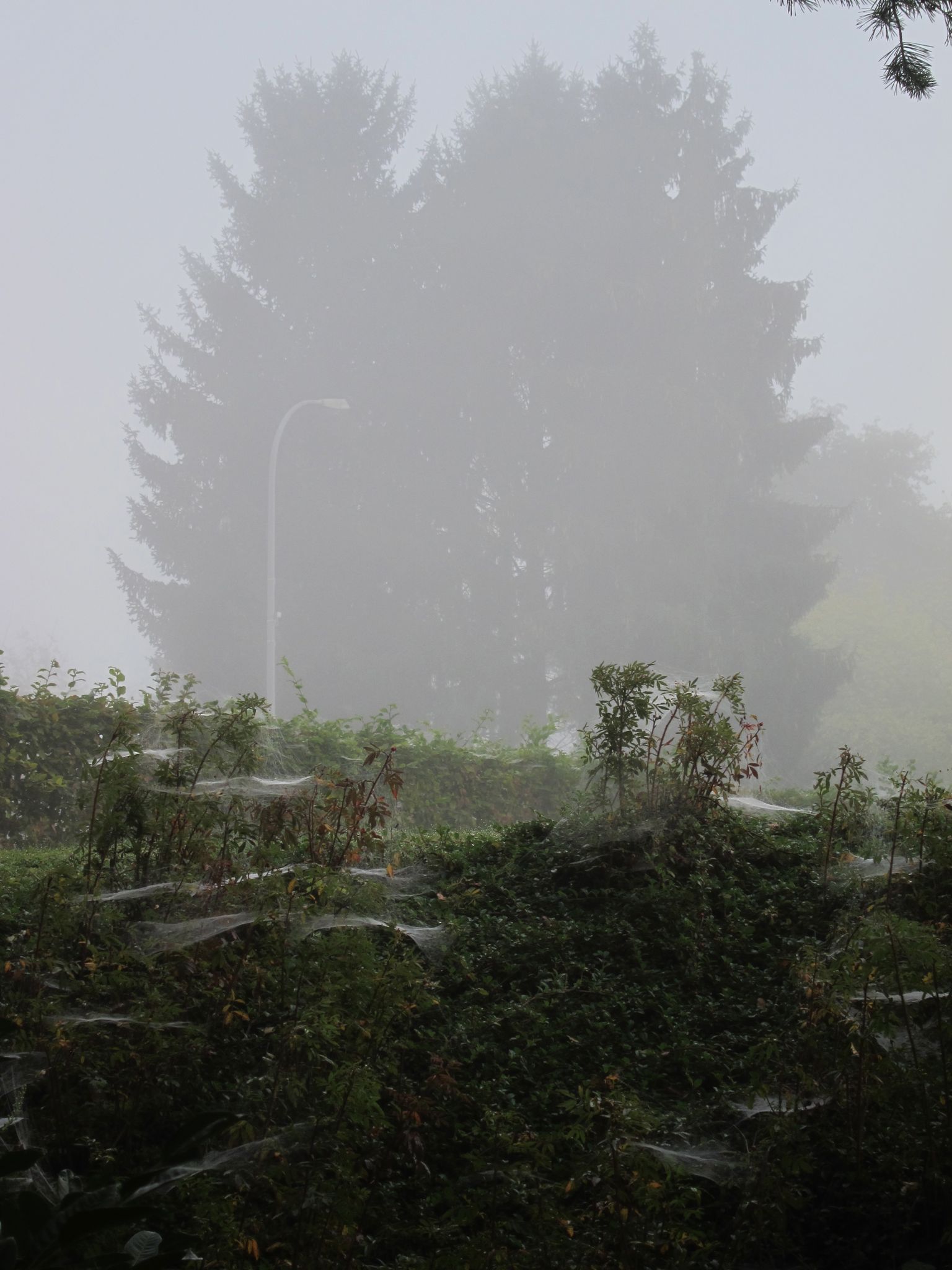 Photo 21 of 23 from the album Spiders.