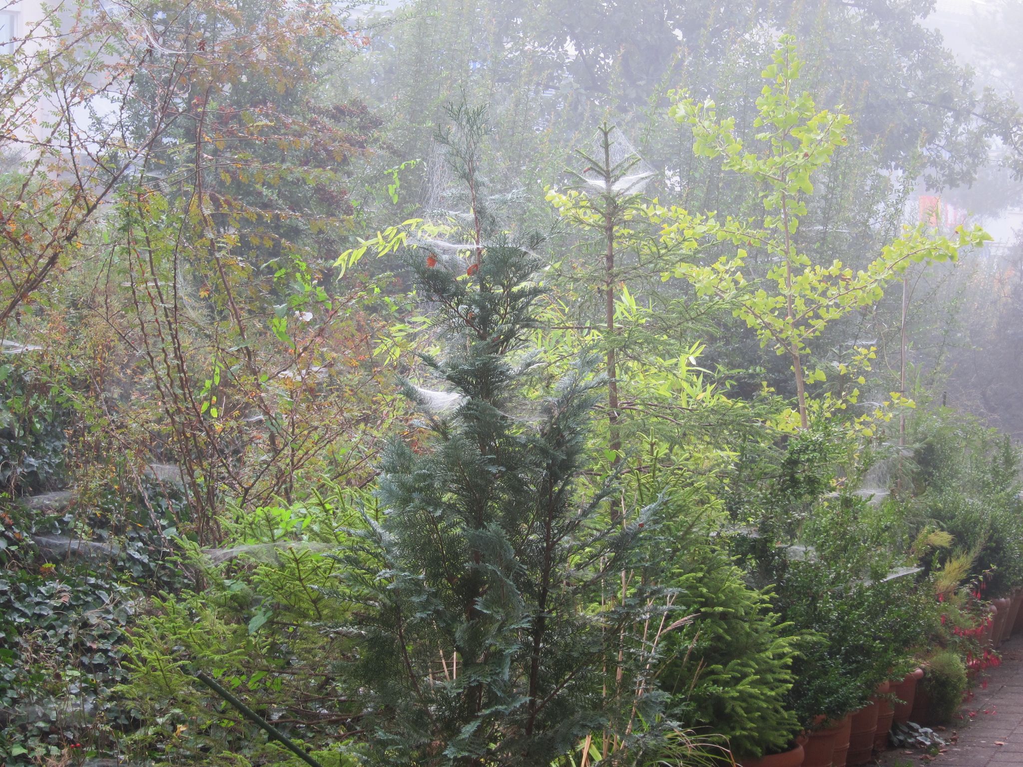 Photo 22 of 23 from the album Spiders.