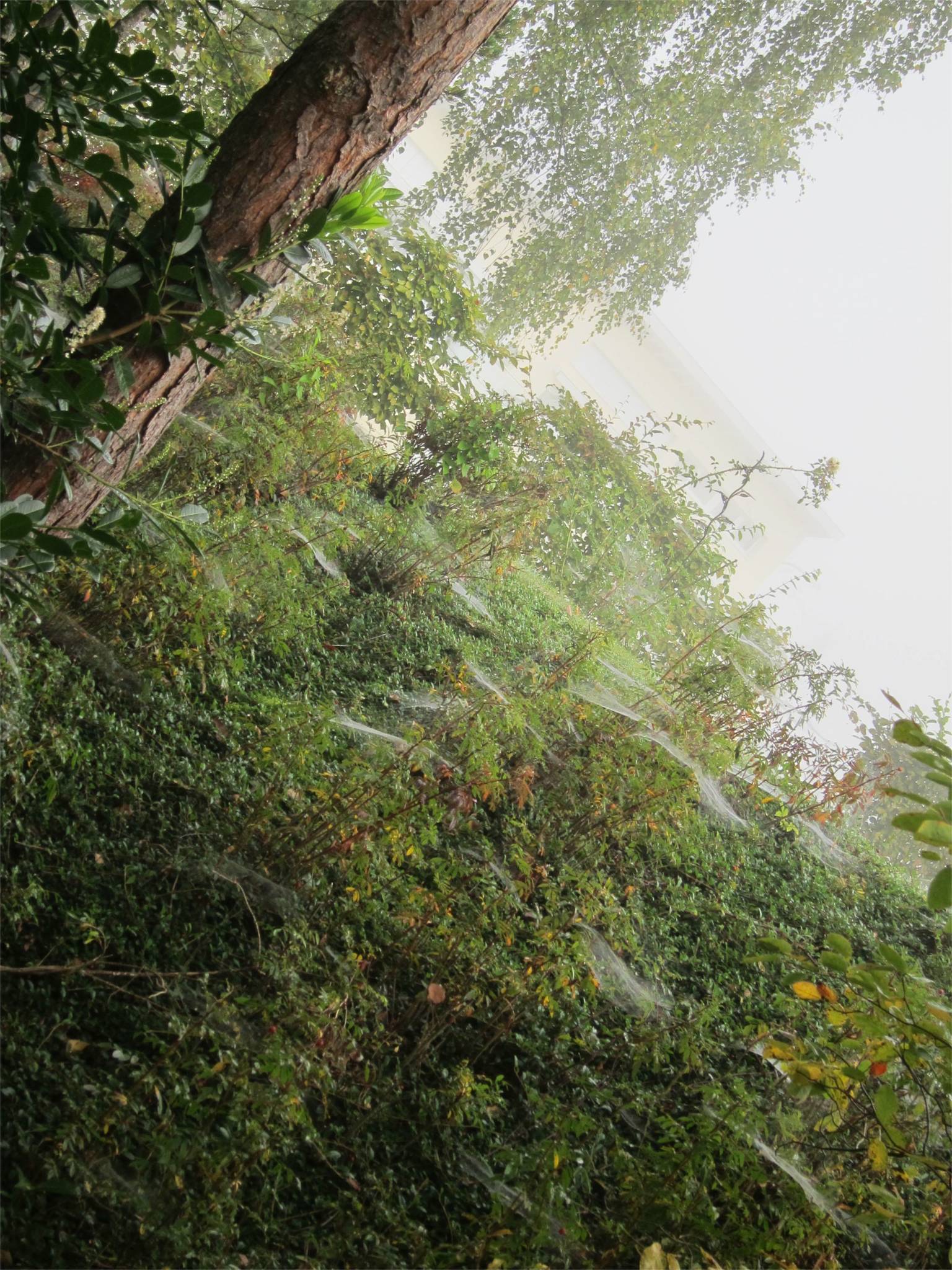 Photo 23 of 23 from the album Spiders.