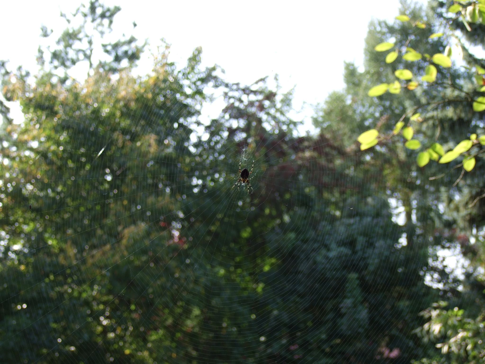 Photo 4 of 23 from the album Spiders.