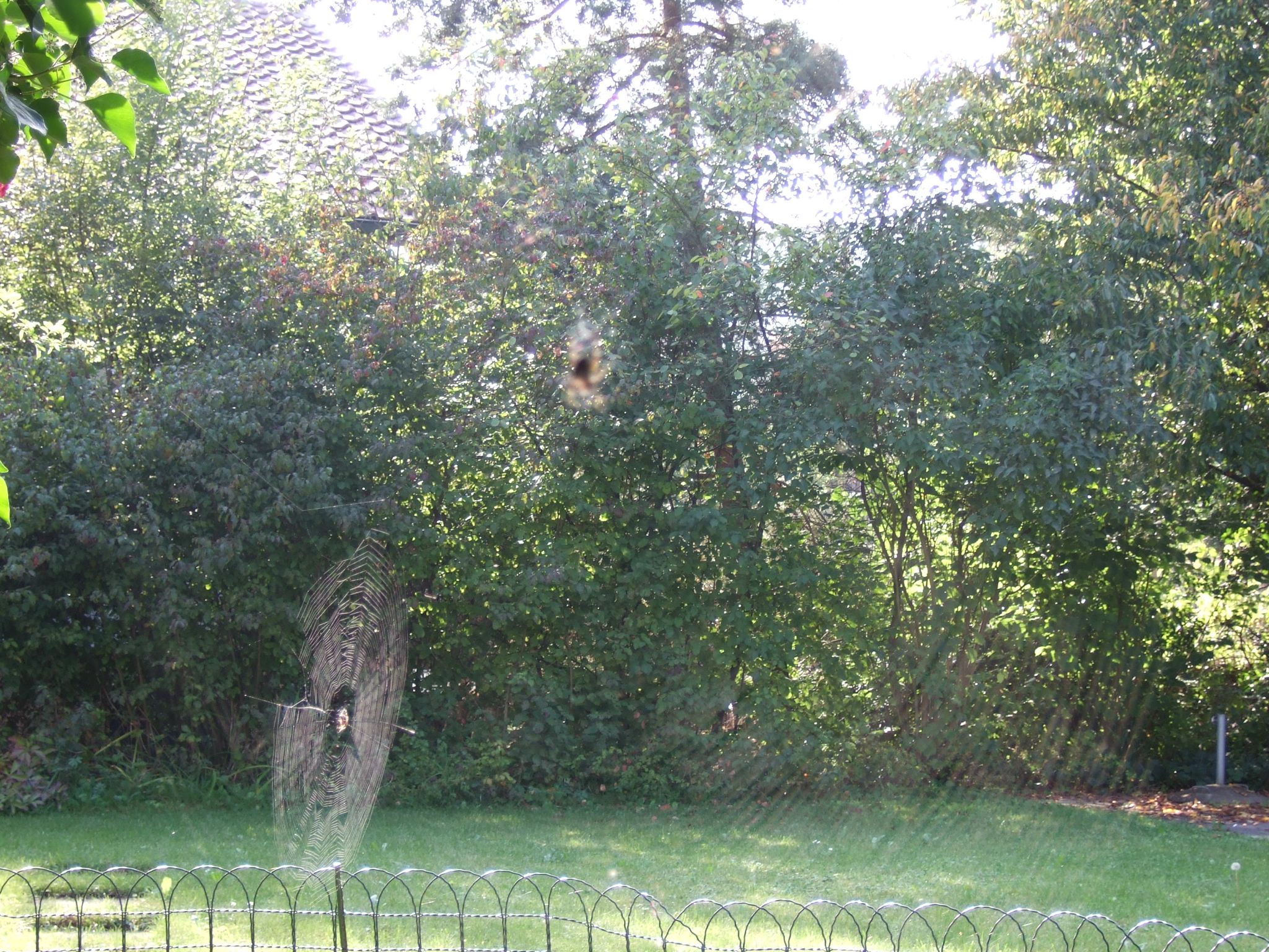 Photo 6 of 23 from the album Spiders.