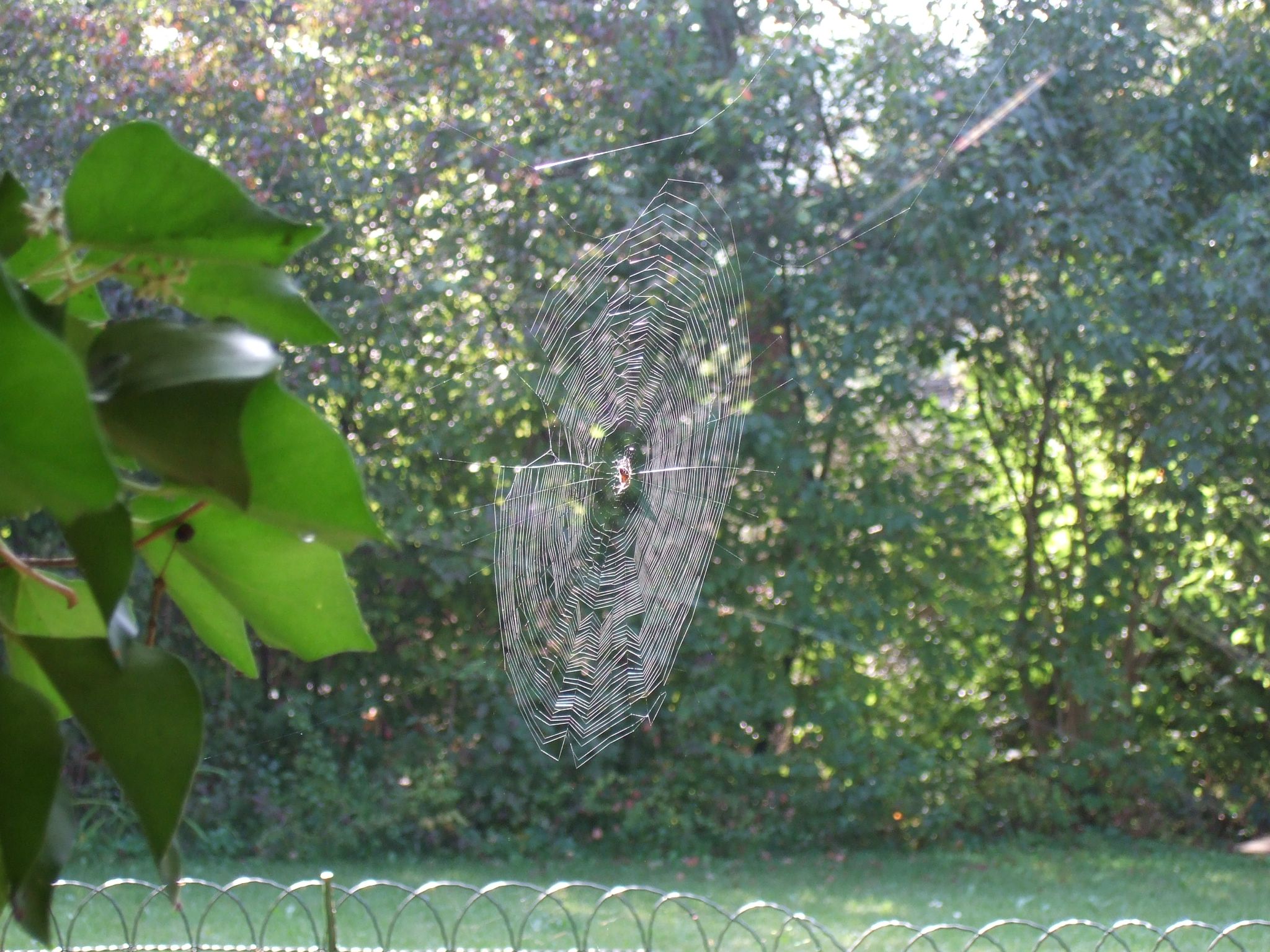 Photo 7 of 23 from the album Spiders.