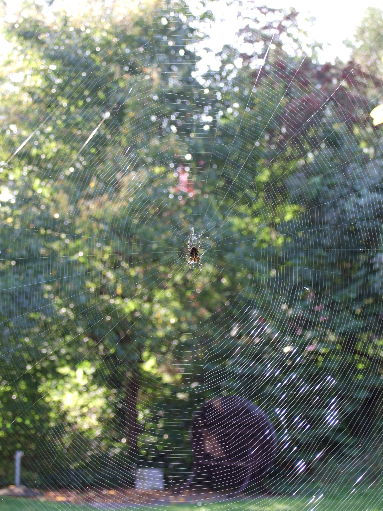 Photo 8 of 23 from the album Spiders.