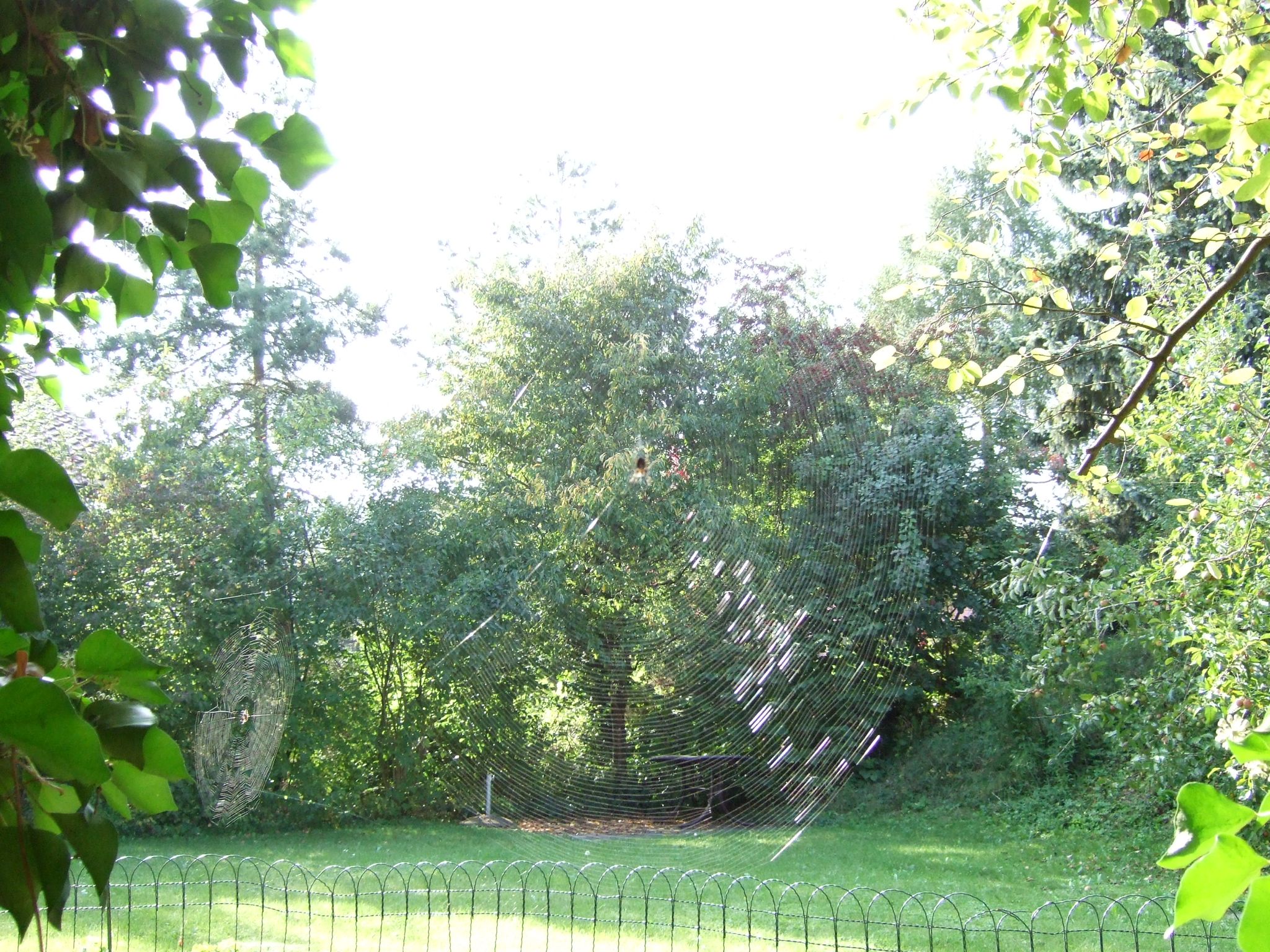 Photo 9 of 23 from the album Spiders.