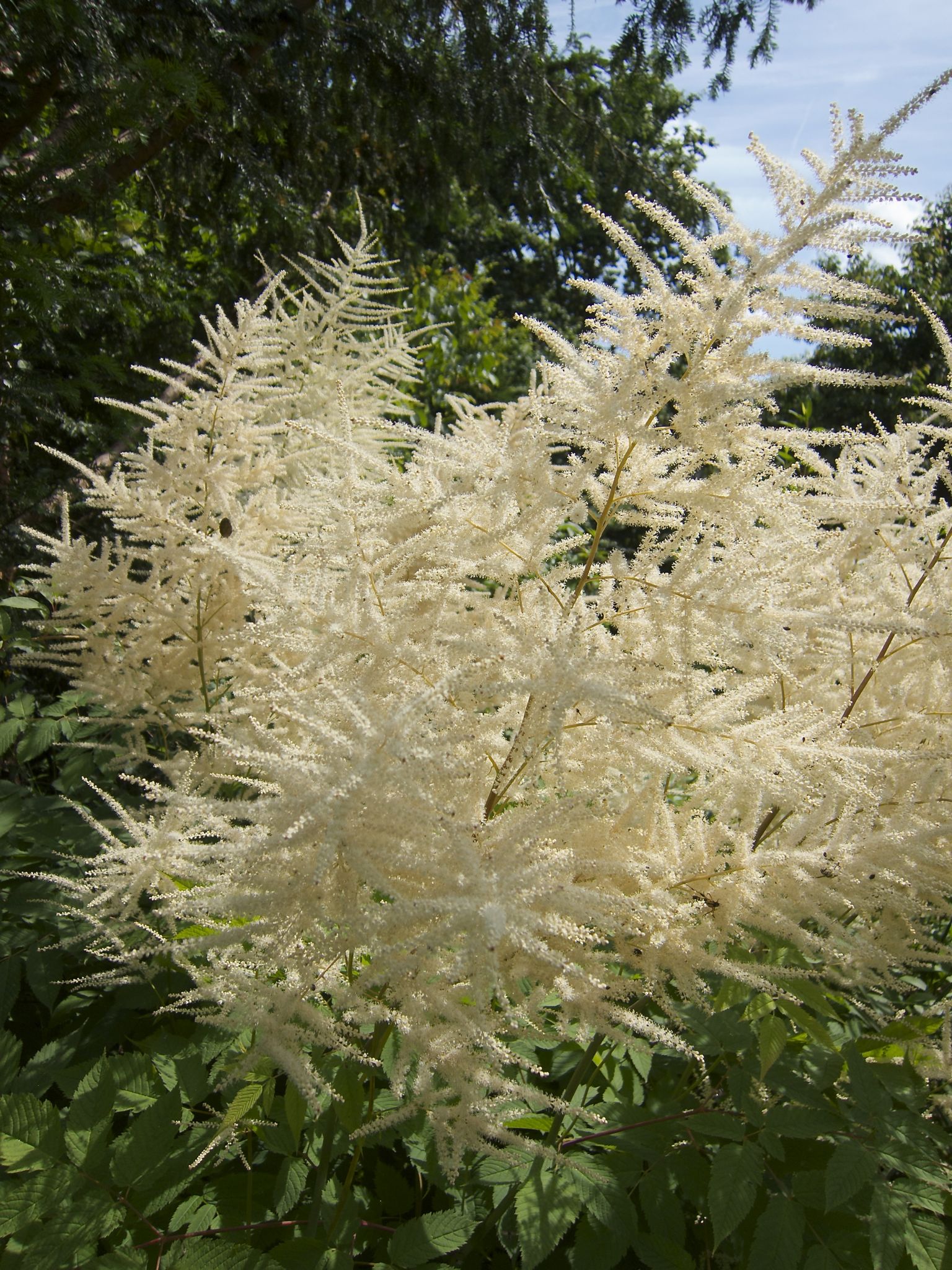 Photo 10 of 69 from the album Spring.