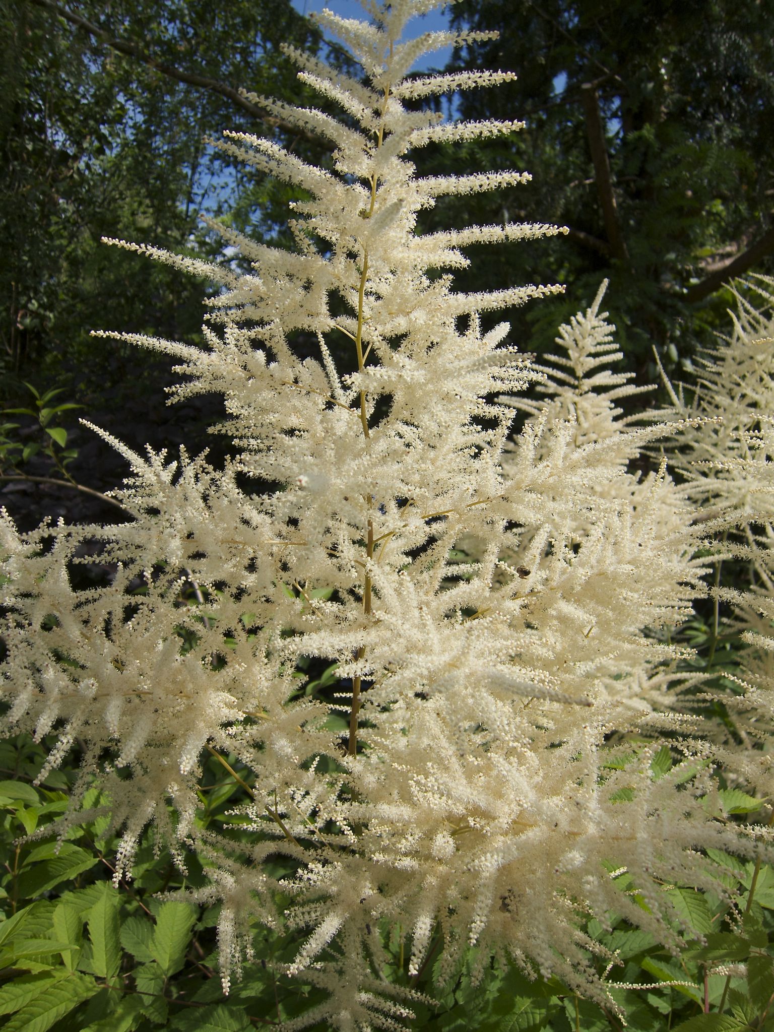 Photo 11 of 69 from the album Spring.