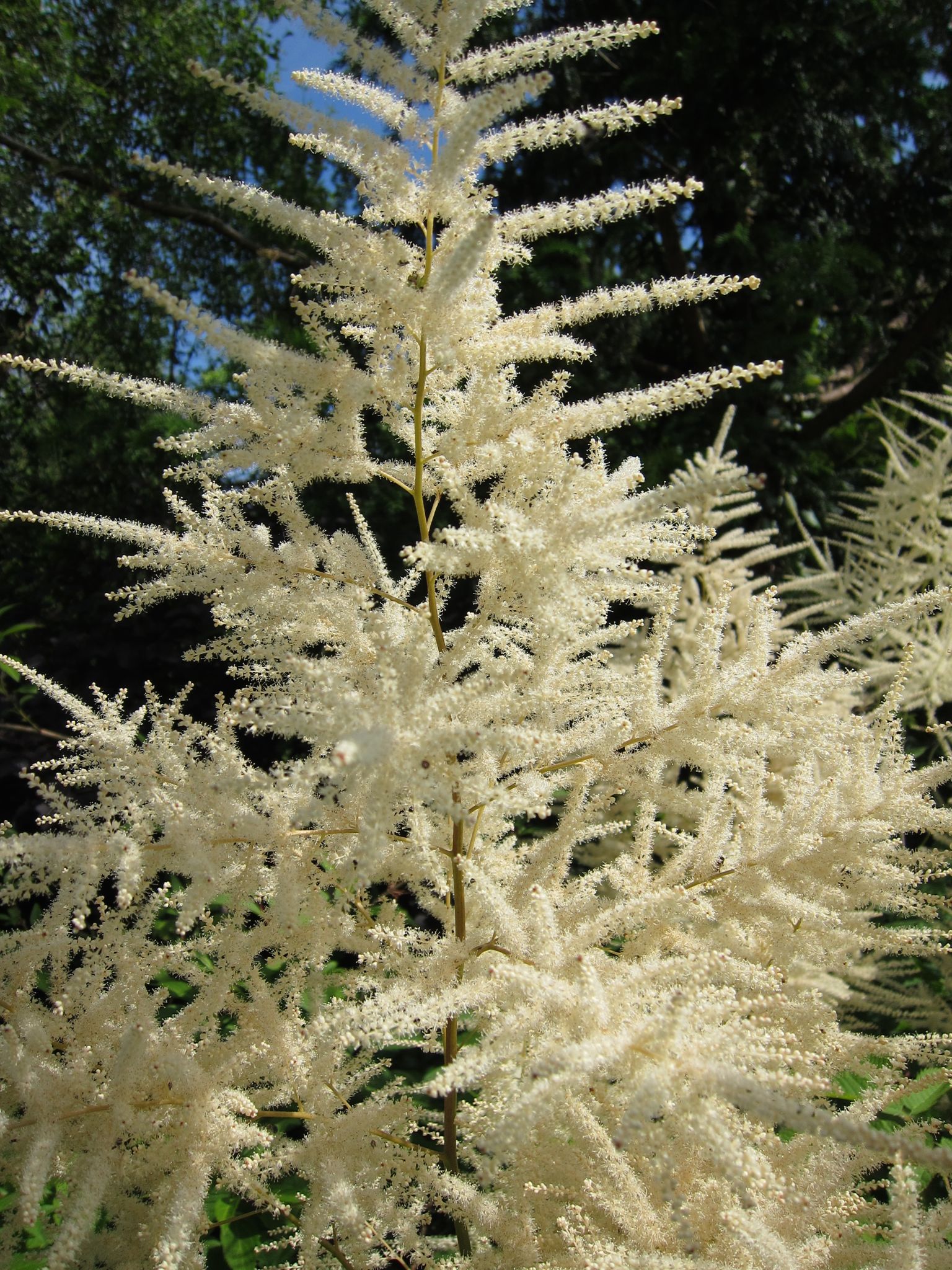 Photo 12 of 69 from the album Spring.