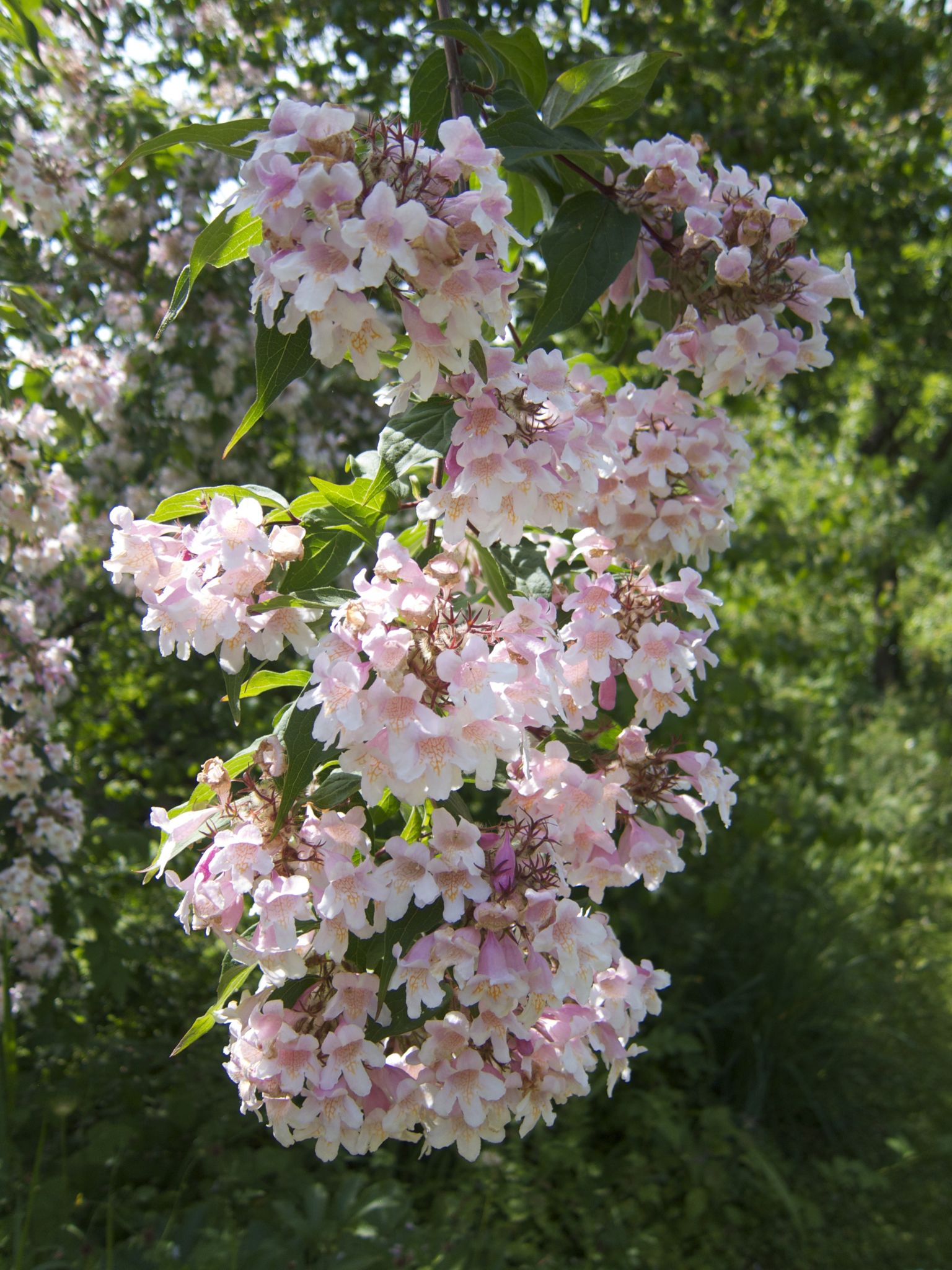 Photo 13 of 69 from the album Spring.