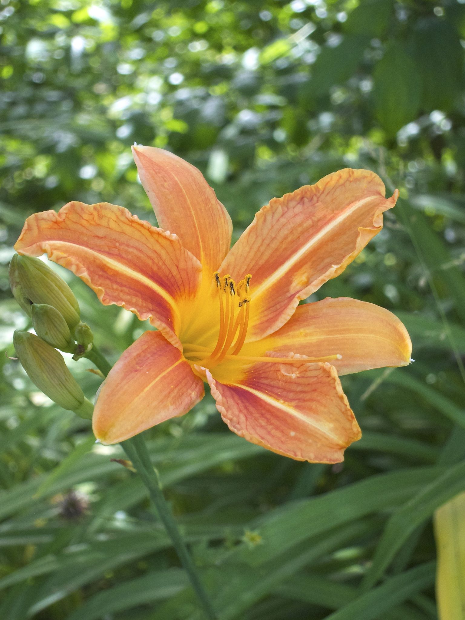 Photo 17 of 69 from the album Spring.