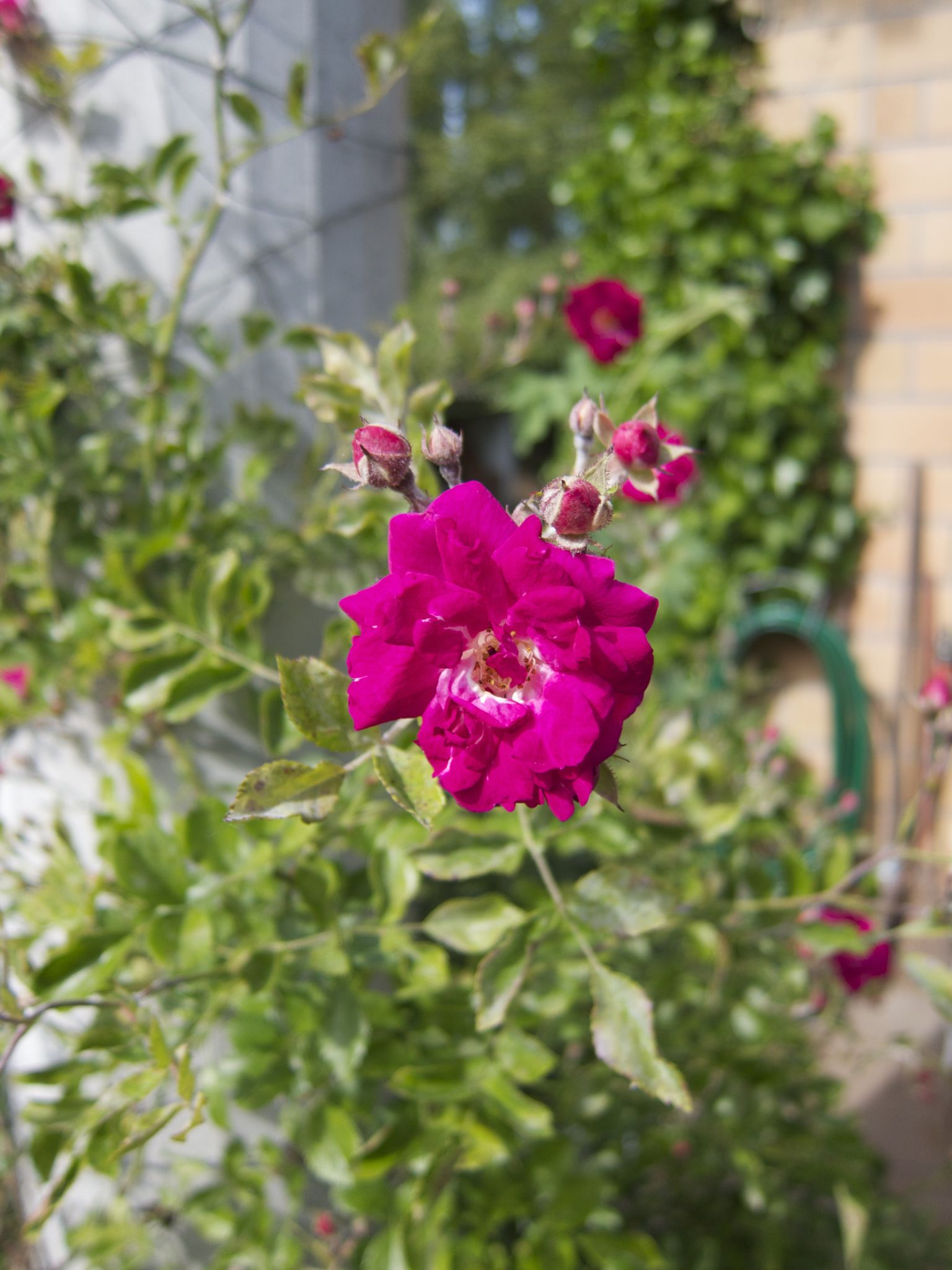 Photo 18 of 69 from the album Spring.