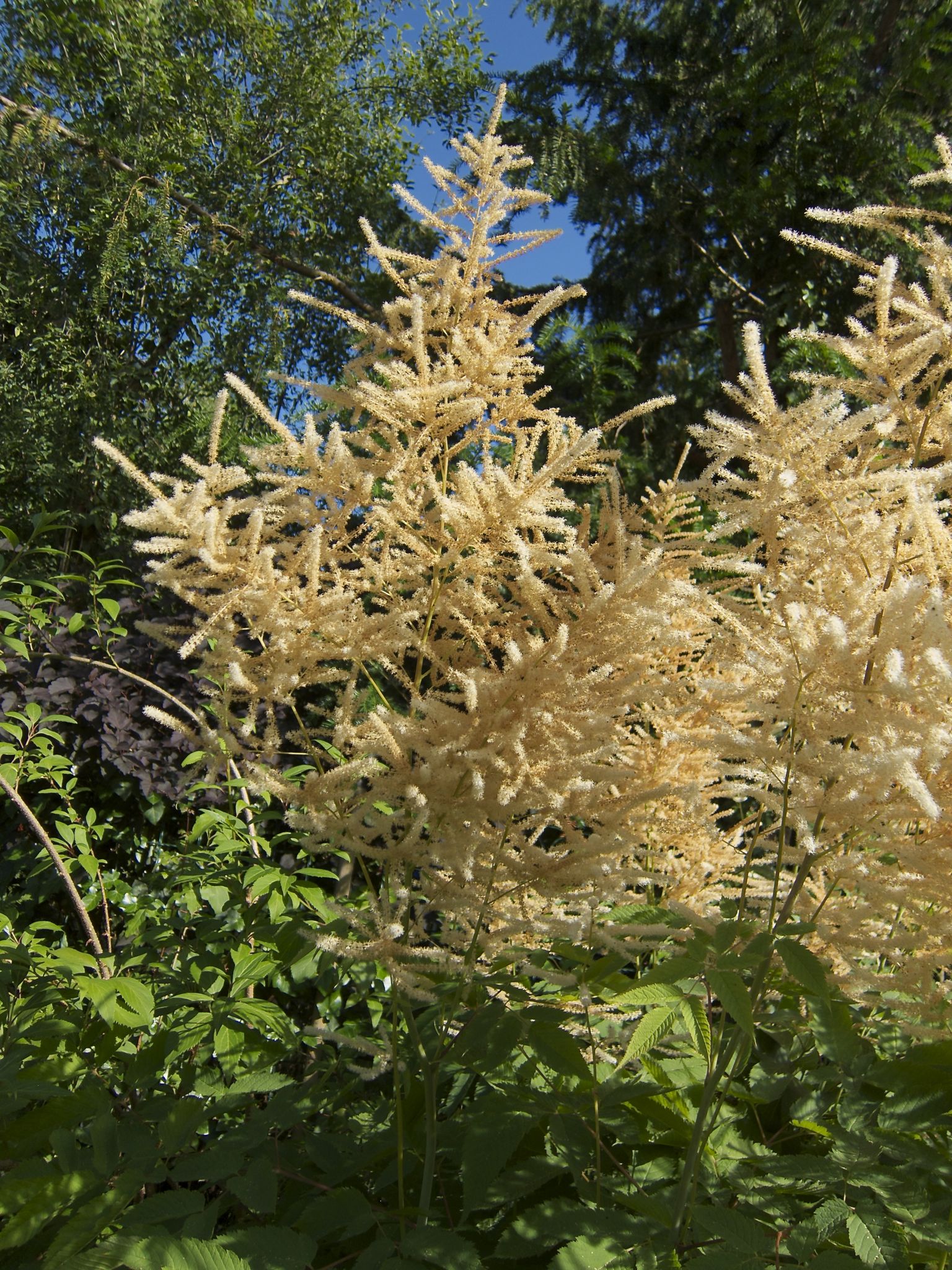 Photo 20 of 69 from the album Spring.