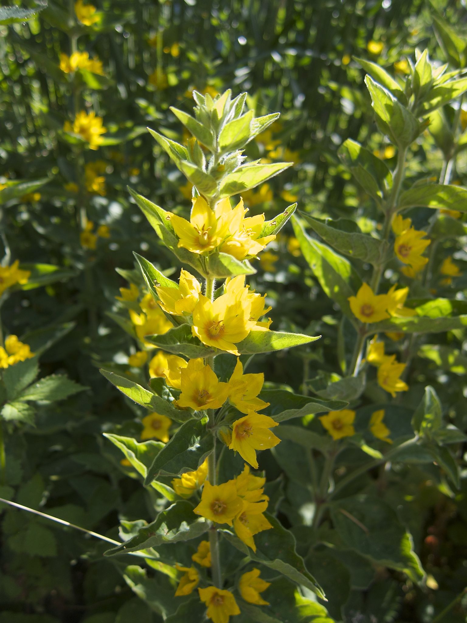 Photo 21 of 69 from the album Spring.