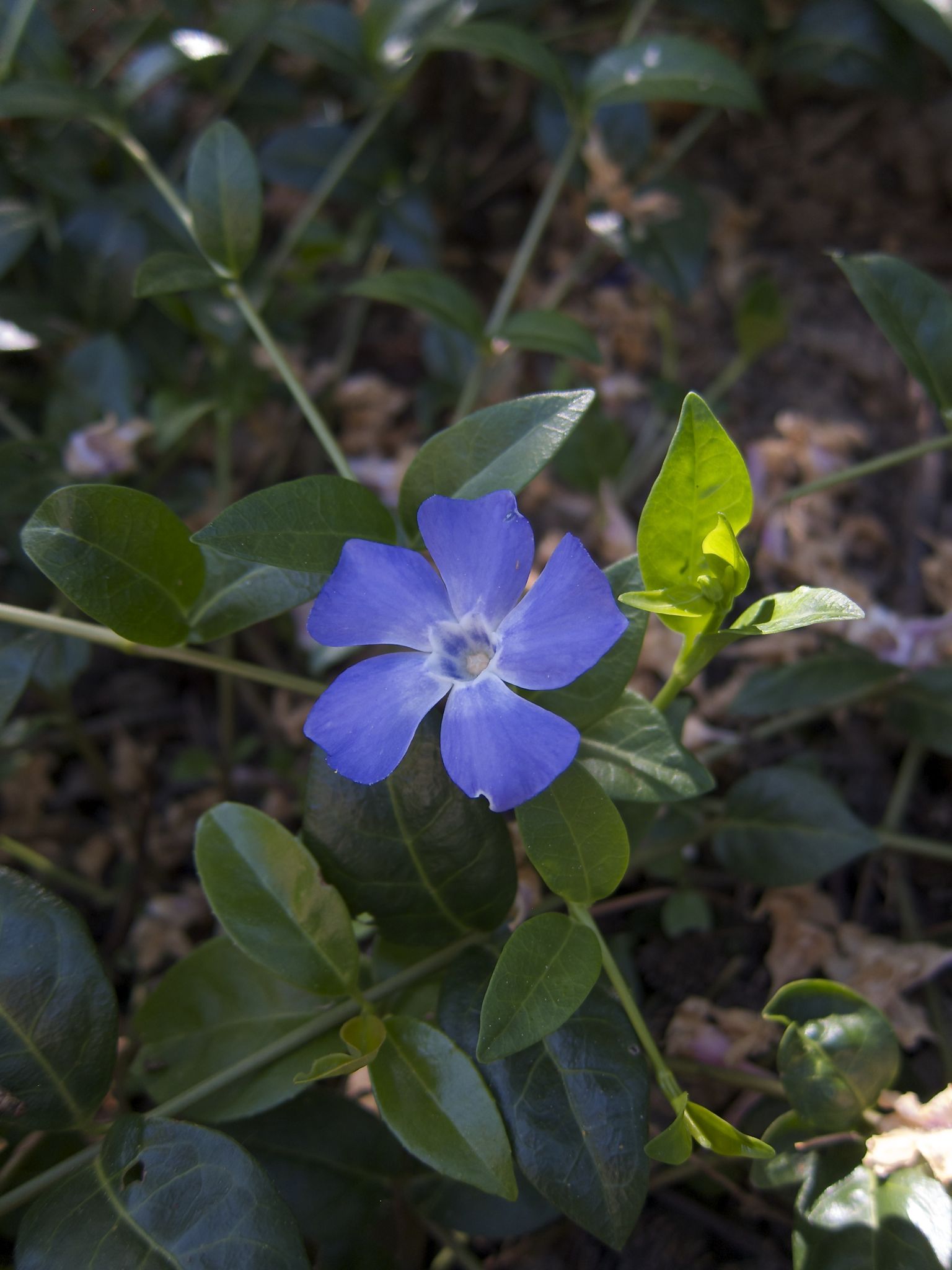 Photo 22 of 69 from the album Spring.