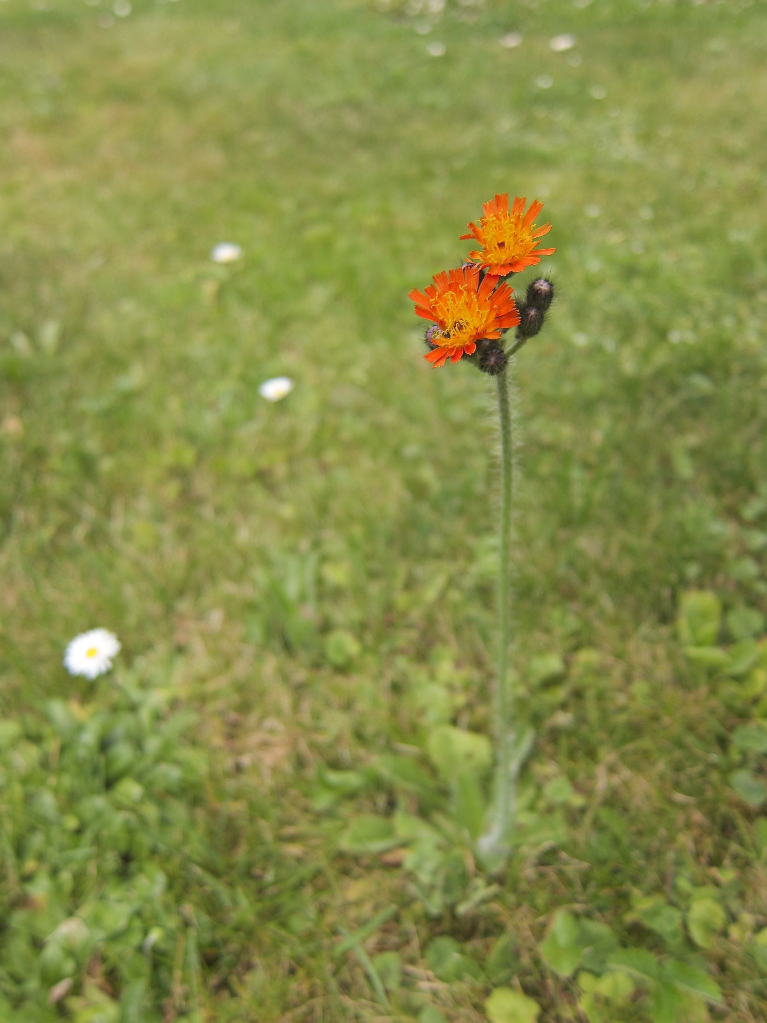 Photo 26 of 69 from the album Spring.