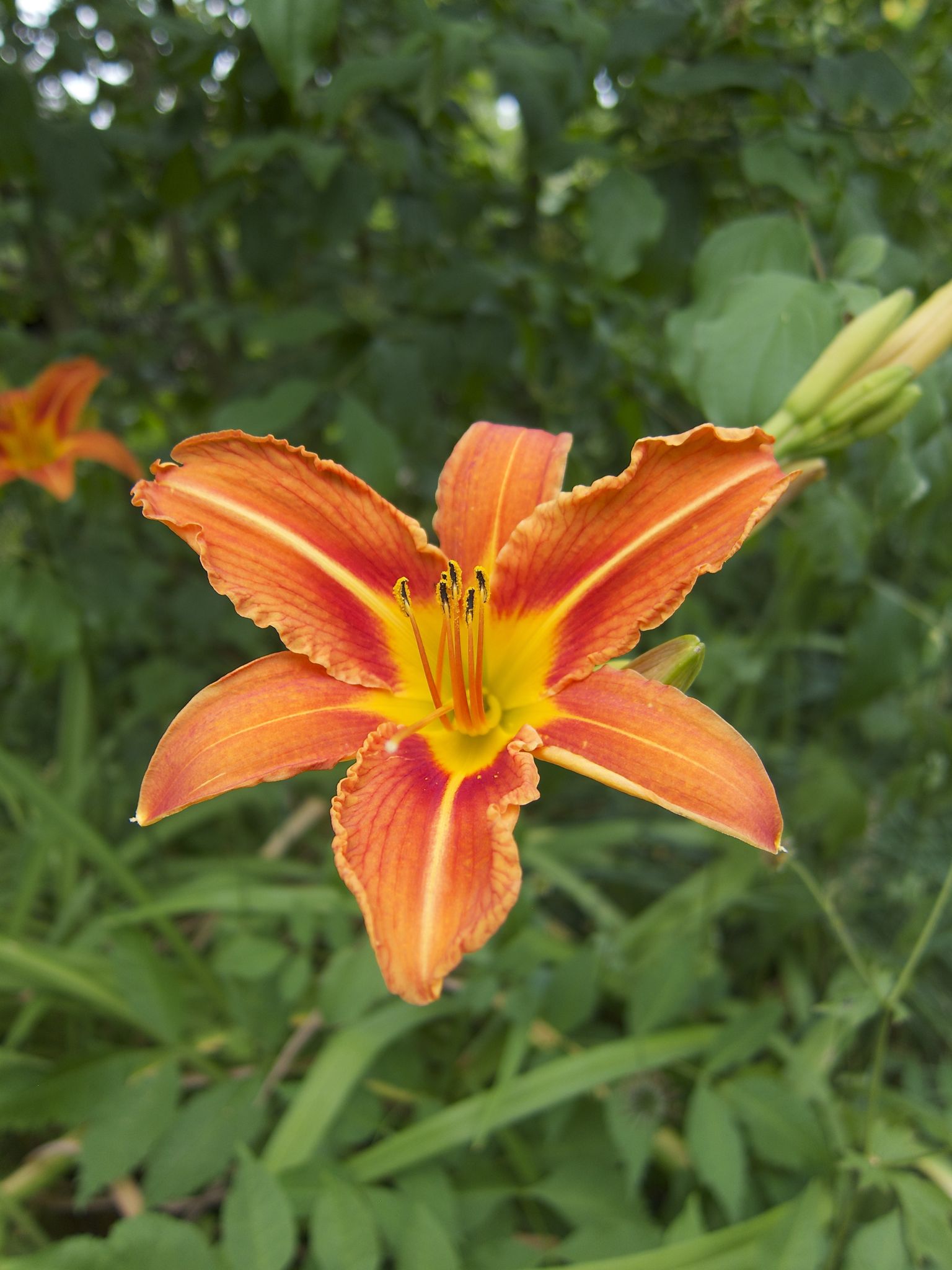 Photo 27 of 69 from the album Spring.