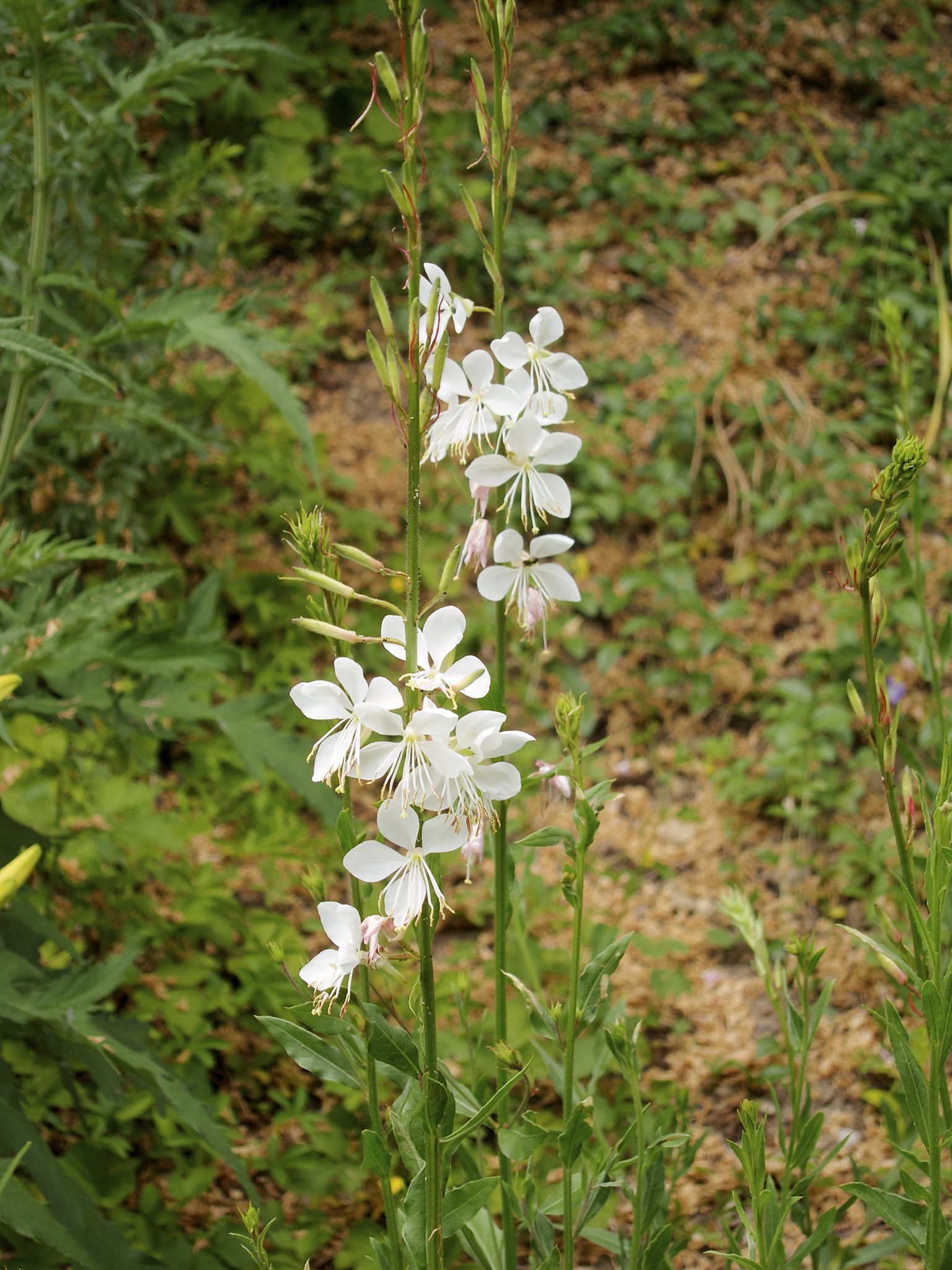 Photo 32 of 69 from the album Spring.