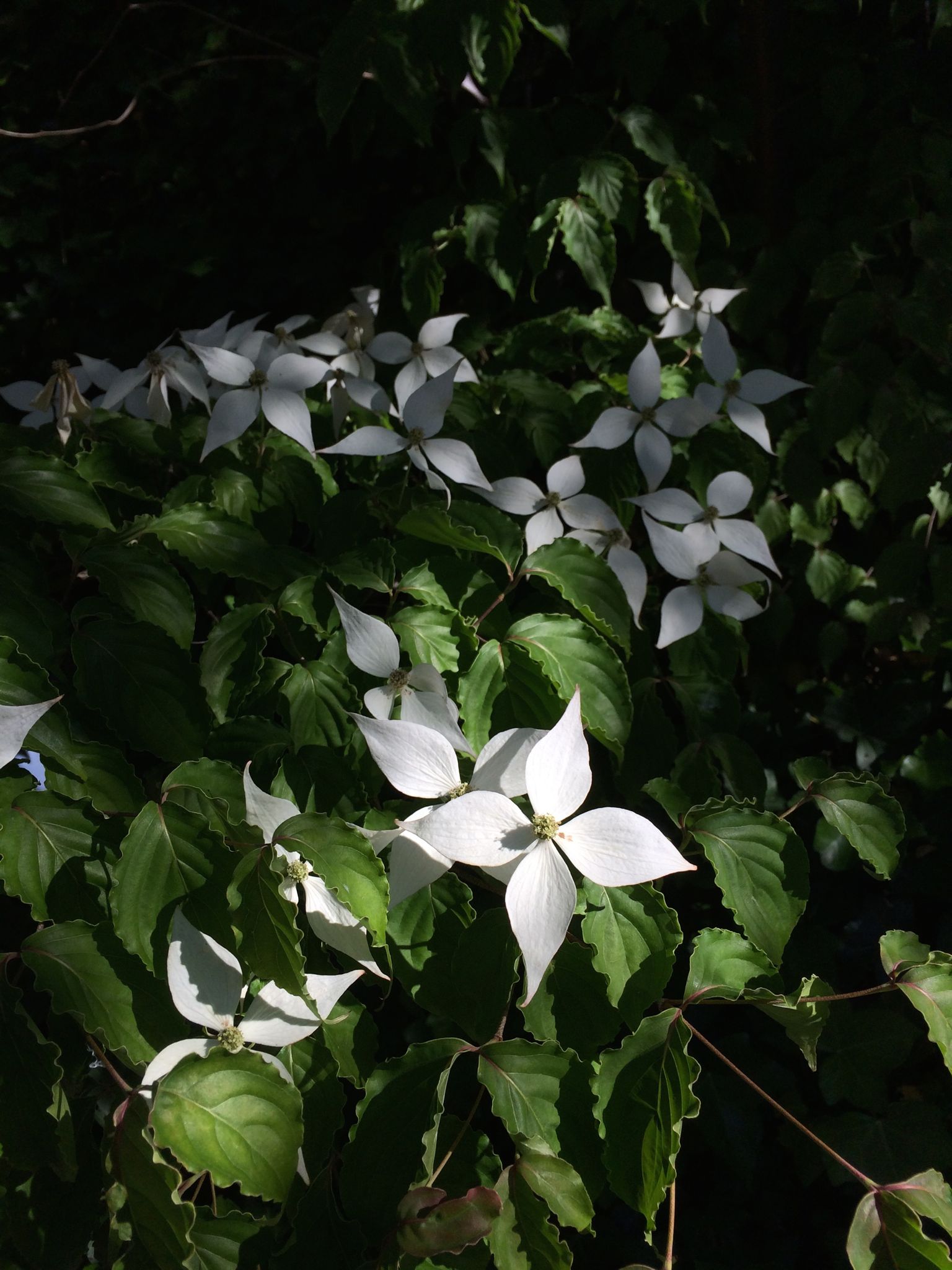 Photo 33 of 69 from the album Spring.