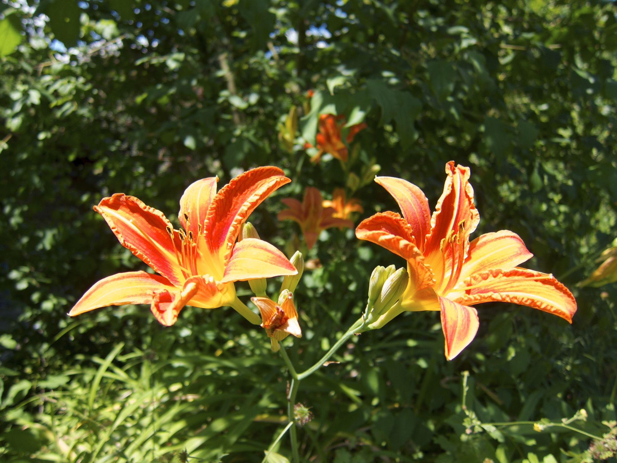 Photo 34 of 69 from the album Spring.