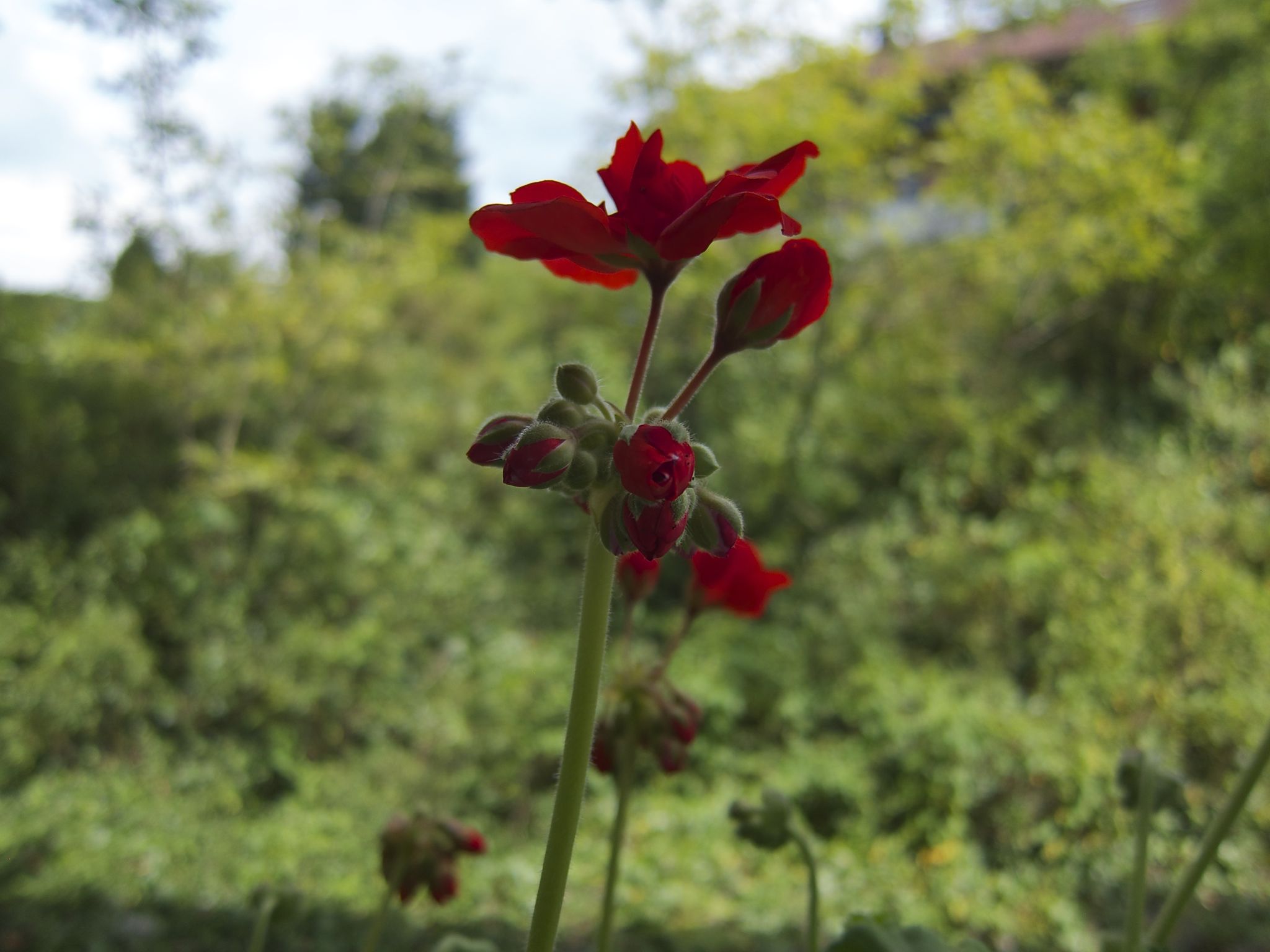 Photo 36 of 69 from the album Spring.