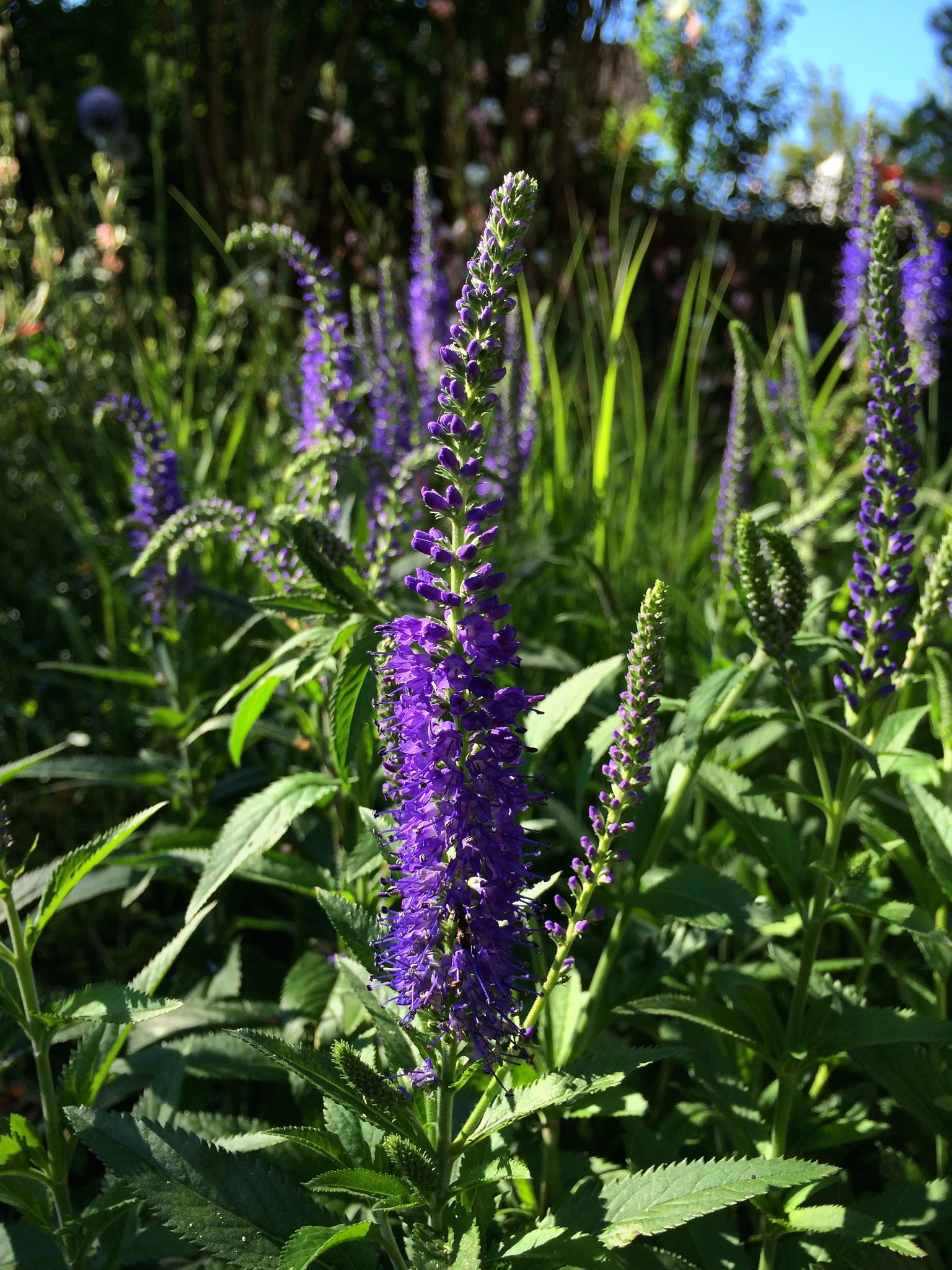 Photo 42 of 69 from the album Spring.