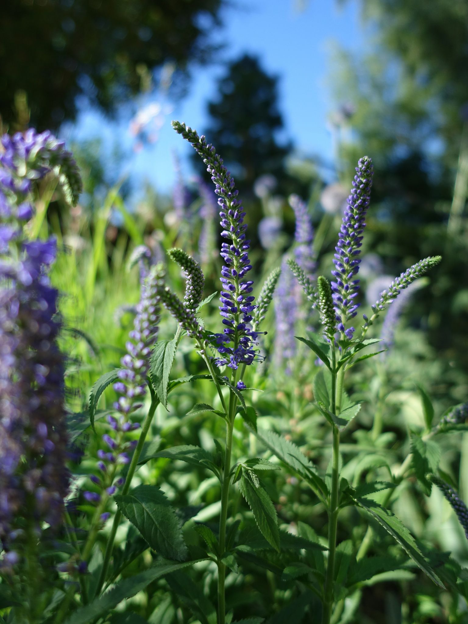 Photo 46 of 69 from the album Spring.