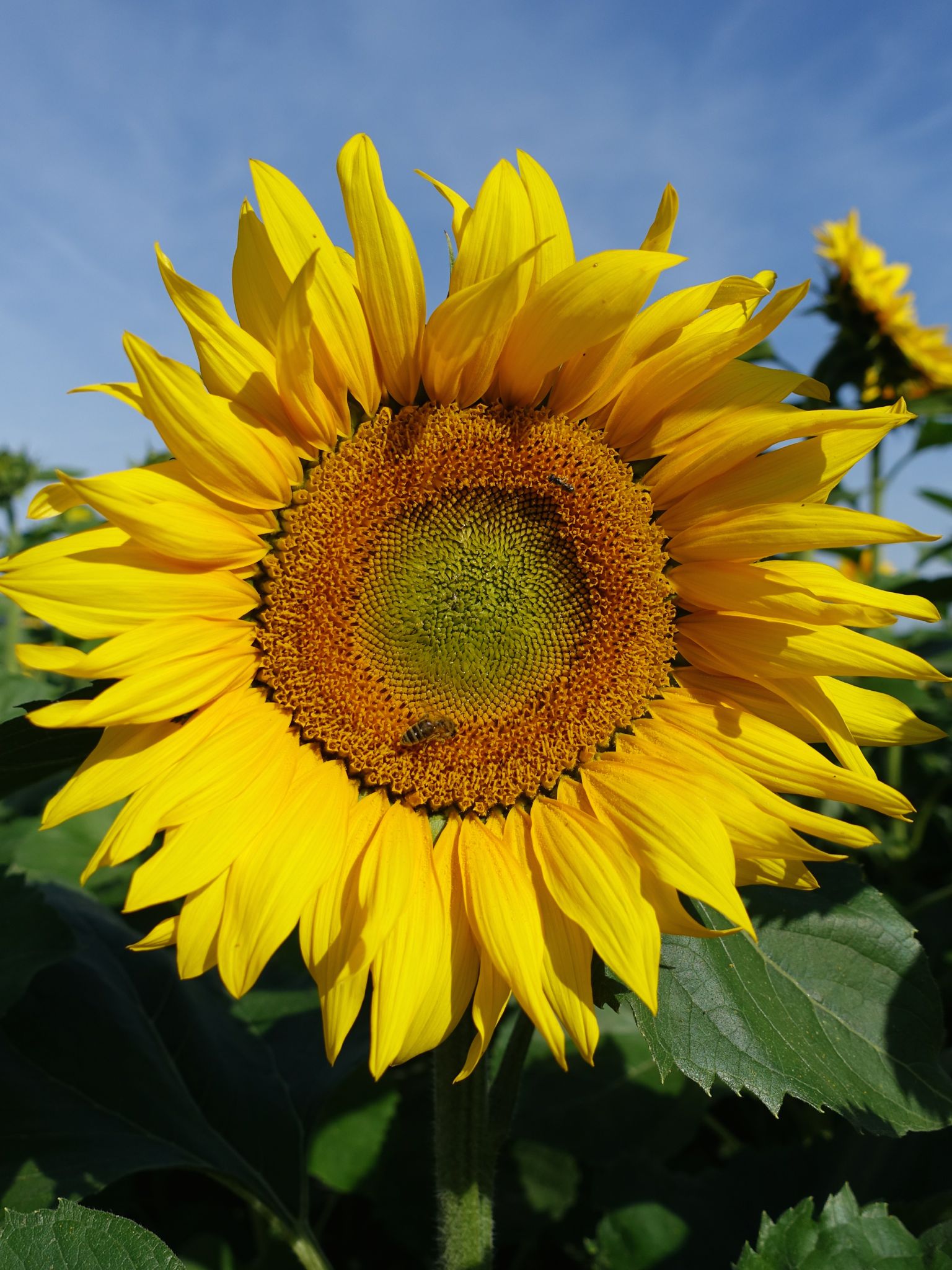 Photo 50 of 69 from the album Spring.