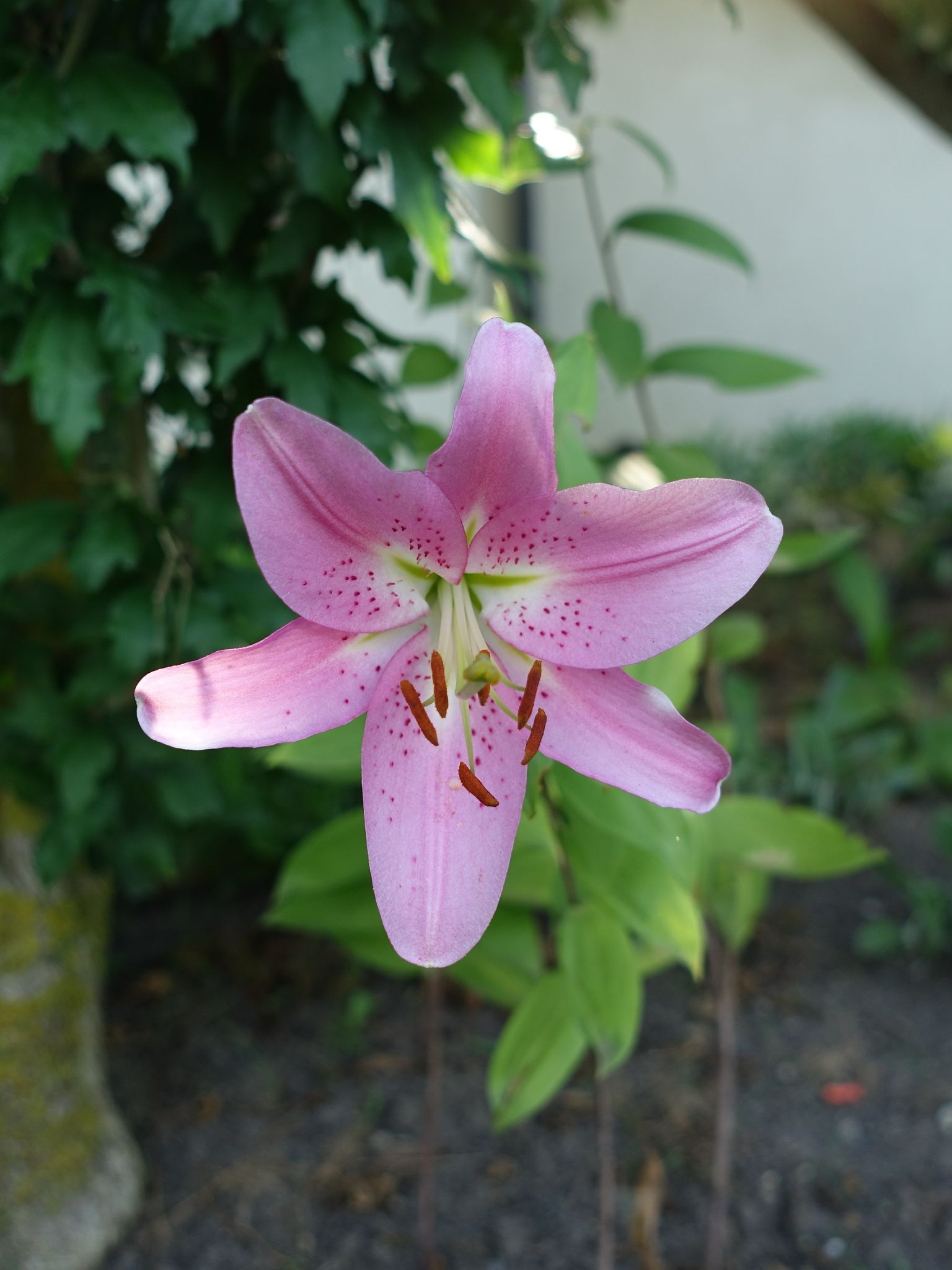 Photo 53 of 69 from the album Spring.