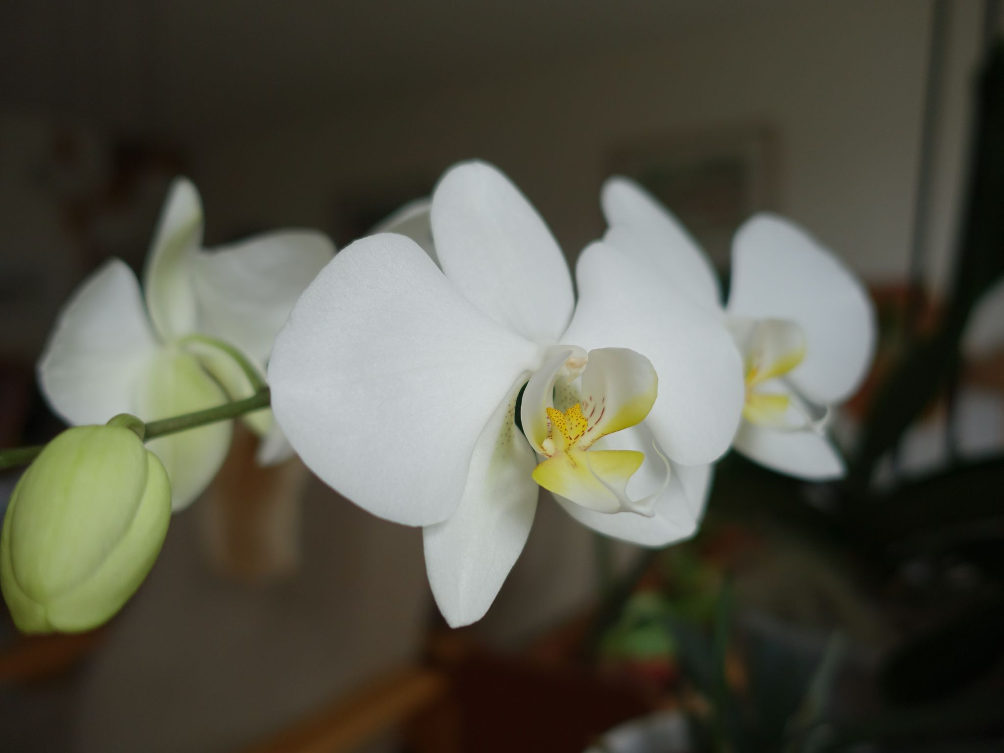 Photo 55 of 69 from the album Spring.