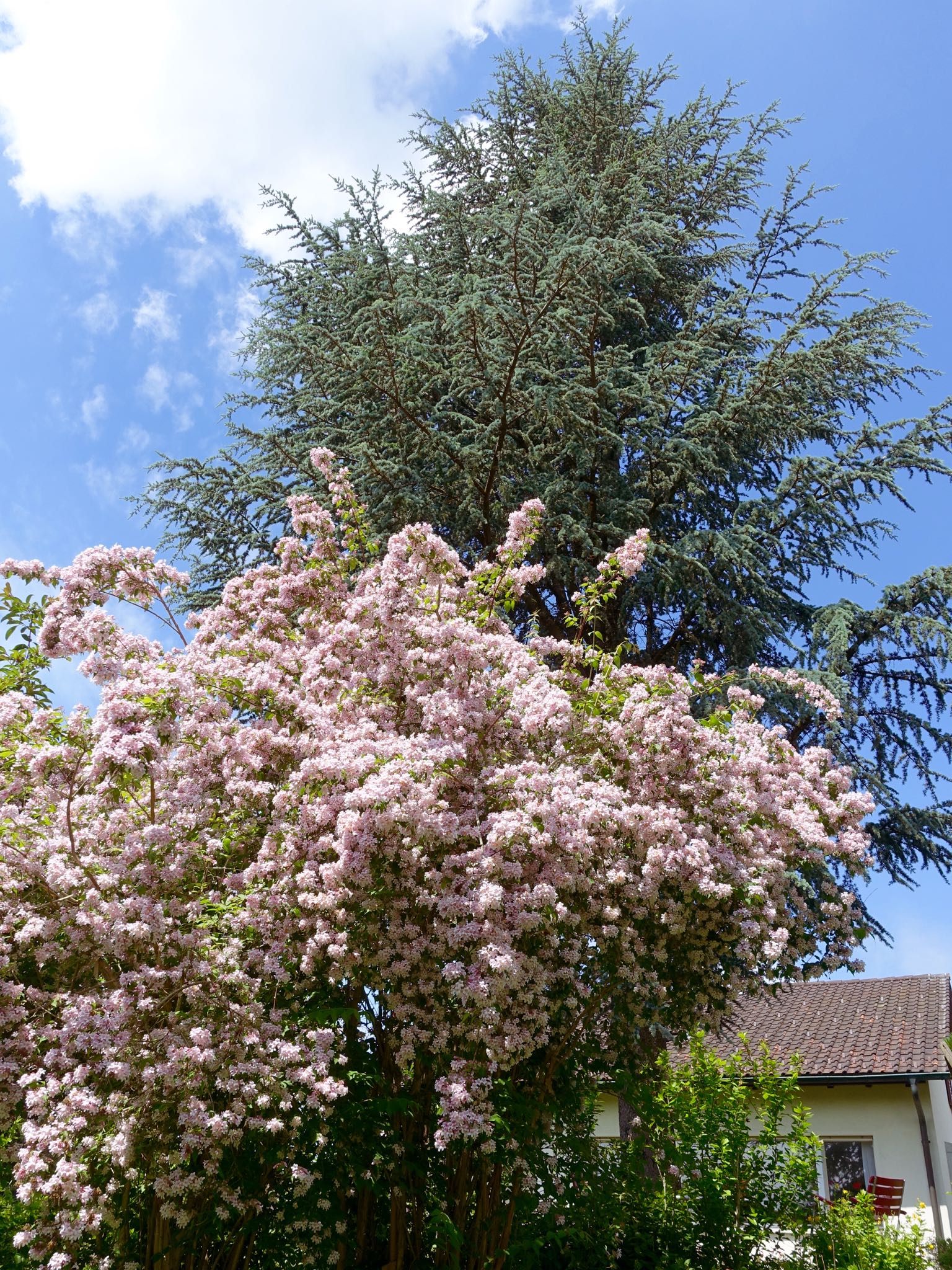 Photo 58 of 69 from the album Spring.