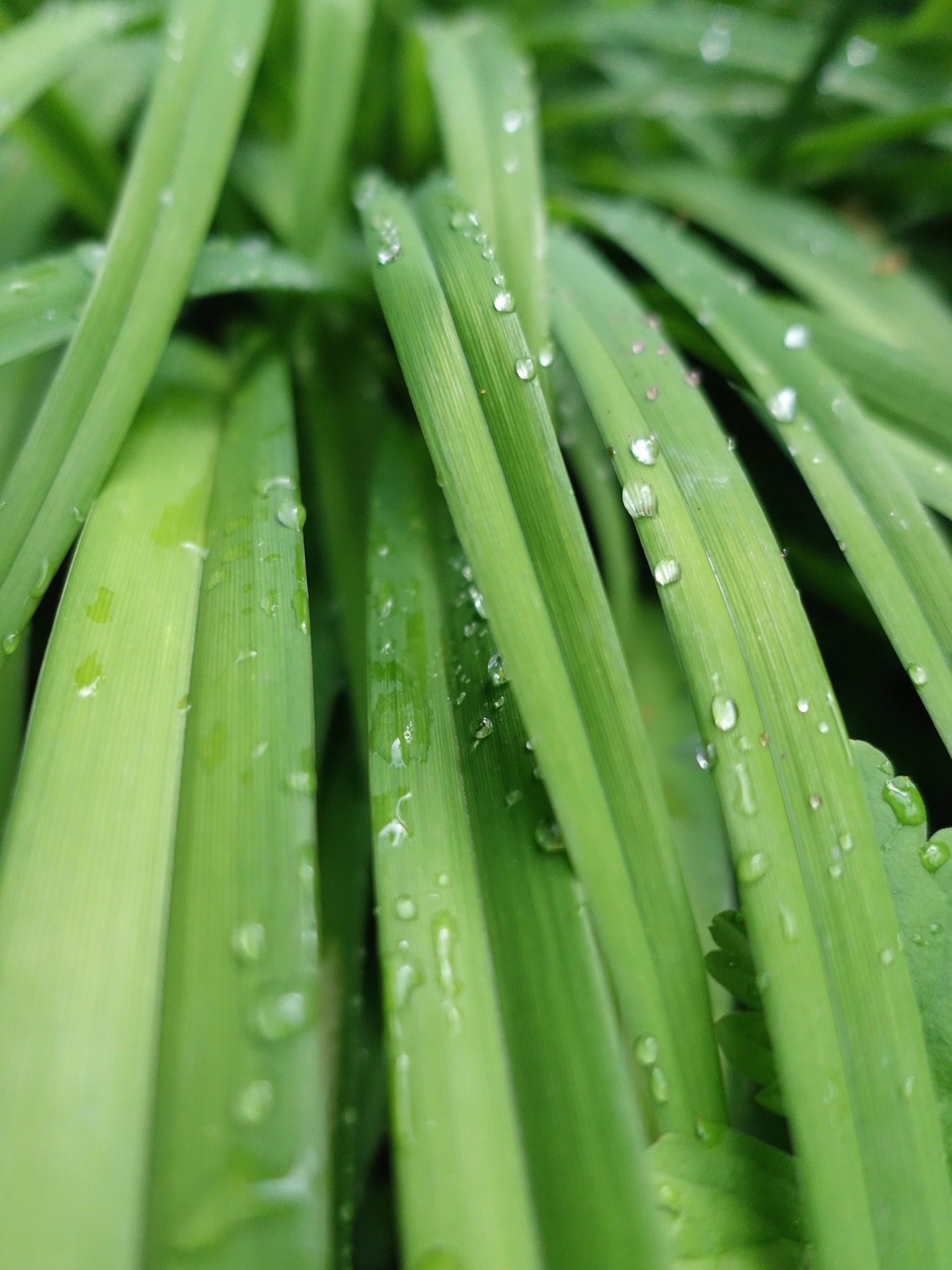 Photo 60 of 69 from the album Spring.