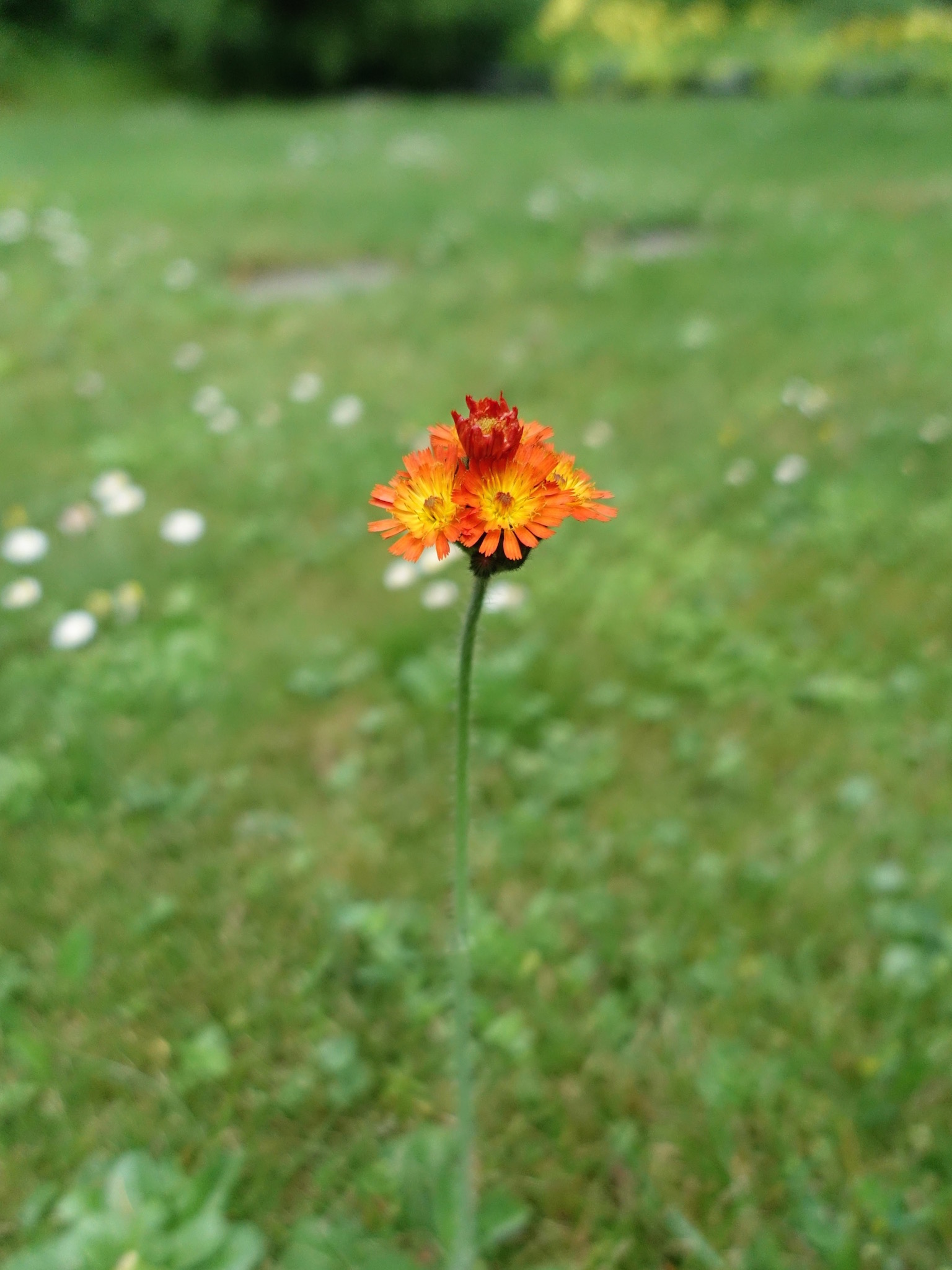 Photo 62 of 69 from the album Spring.