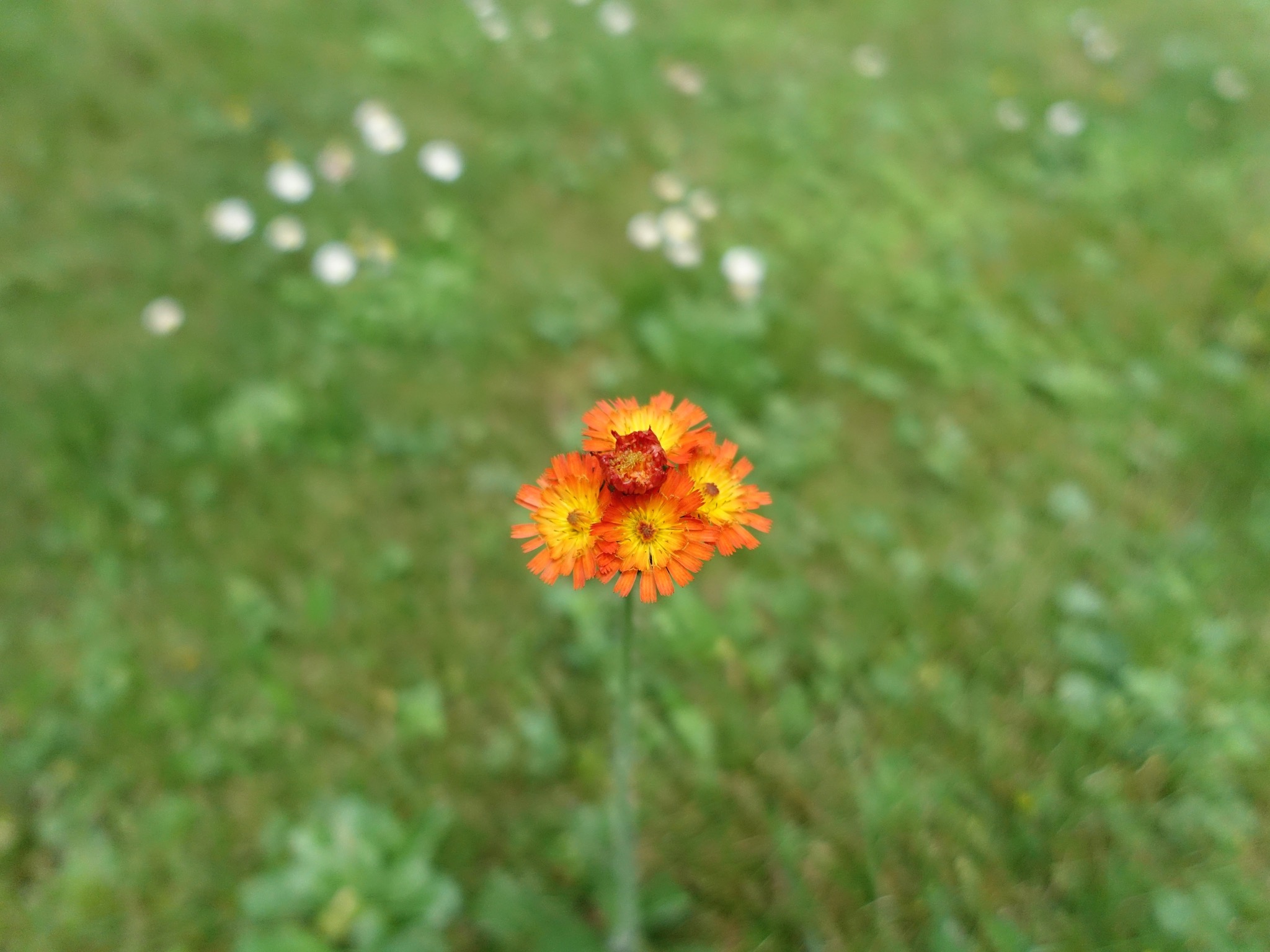 Photo 63 of 69 from the album Spring.