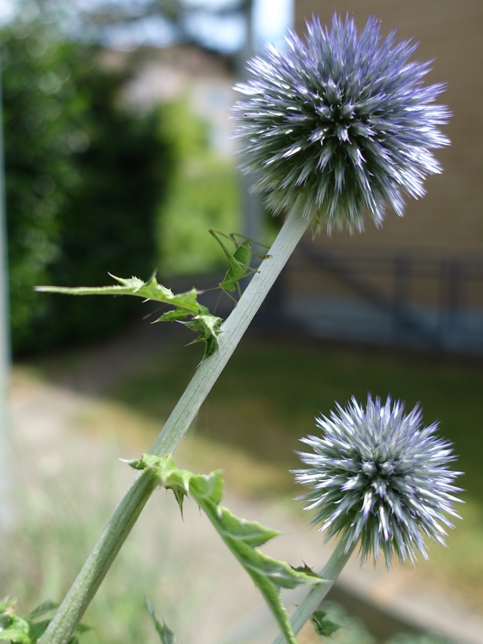 Photo 65 of 69 from the album Spring.