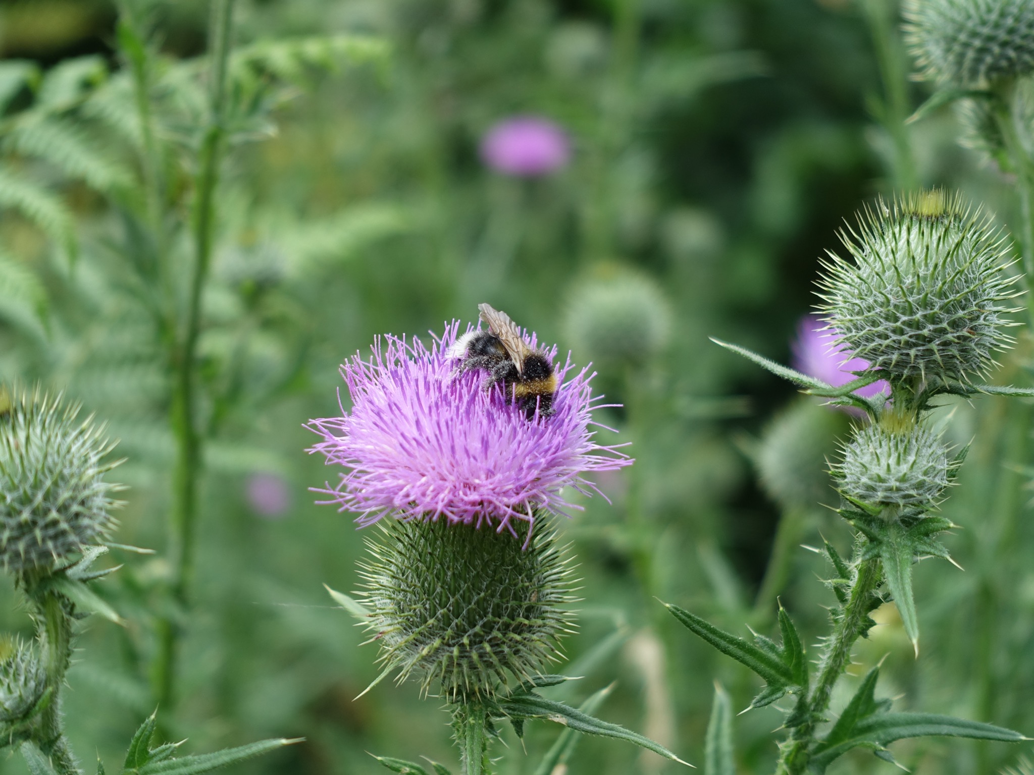 Photo 66 of 69 from the album Spring.